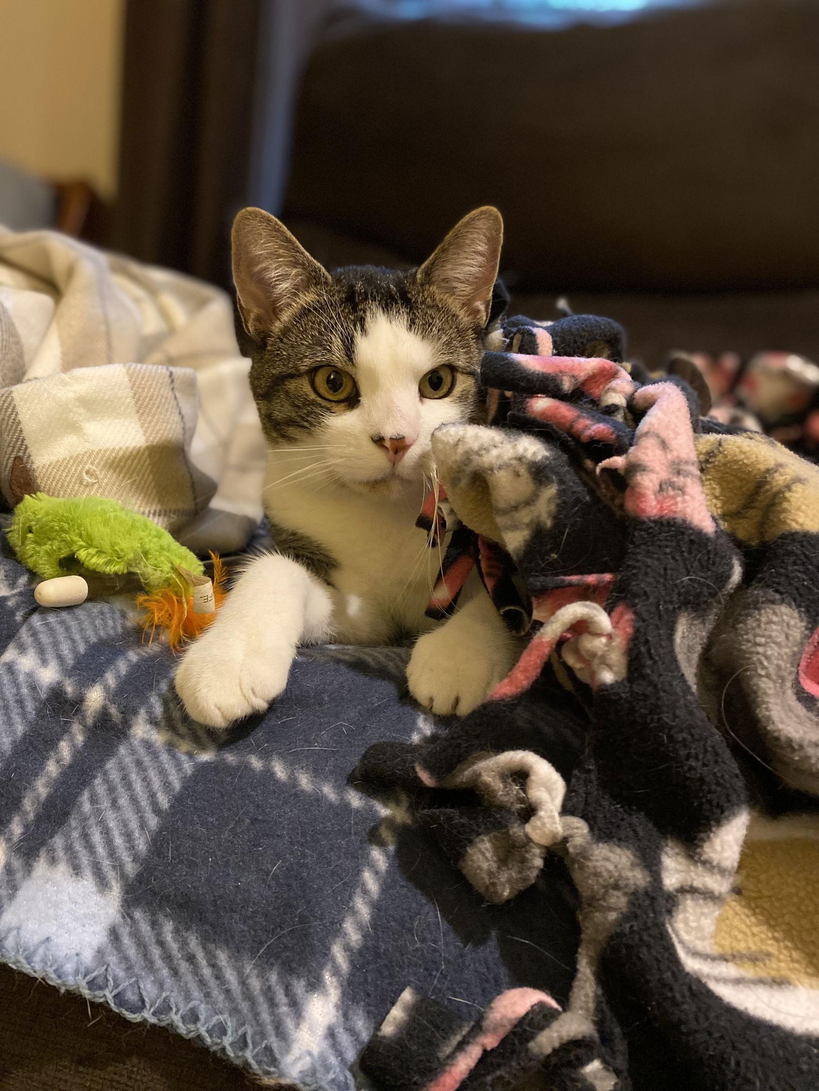 Enlarge Latte, a Adoptable Domestic Short Hair in Cuyahoga Falls, OH image 1/3