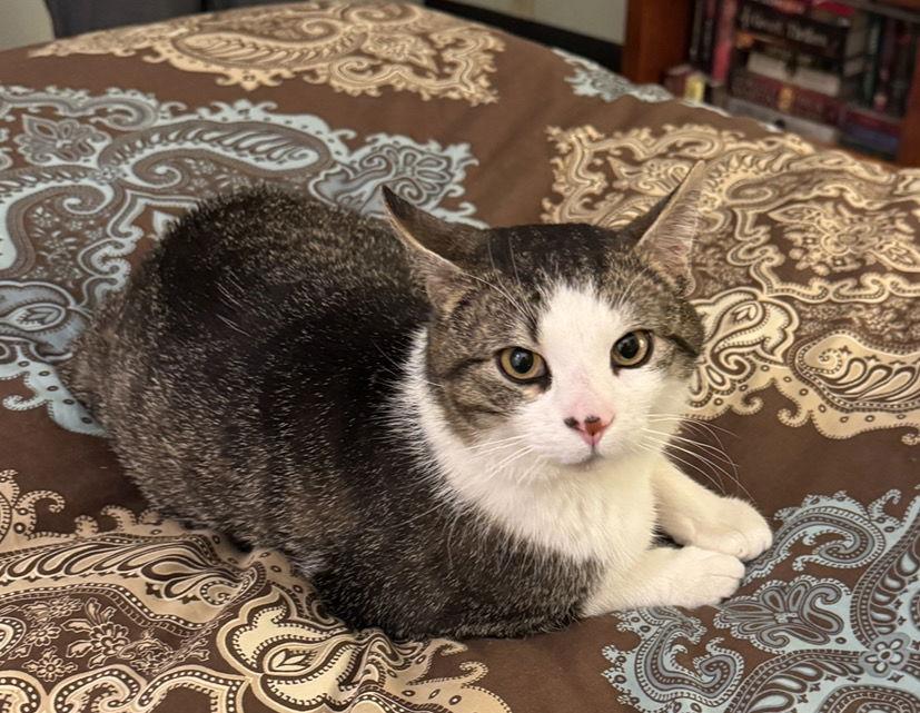 Enlarge Latte, a Adoptable Domestic Short Hair in Cuyahoga Falls, OH image 2/3