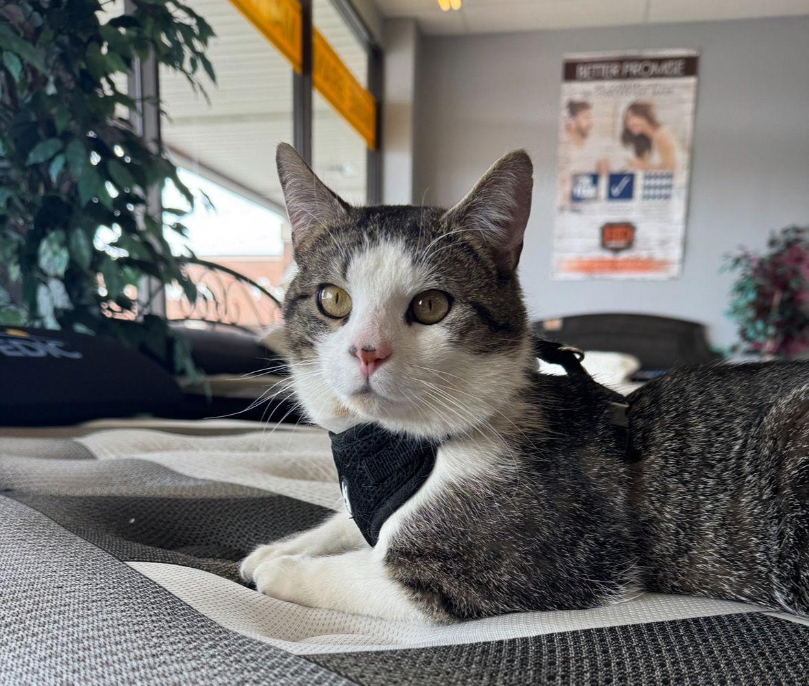 Enlarge Latte, a Adoptable Domestic Short Hair in Cuyahoga Falls, OH image 3/3