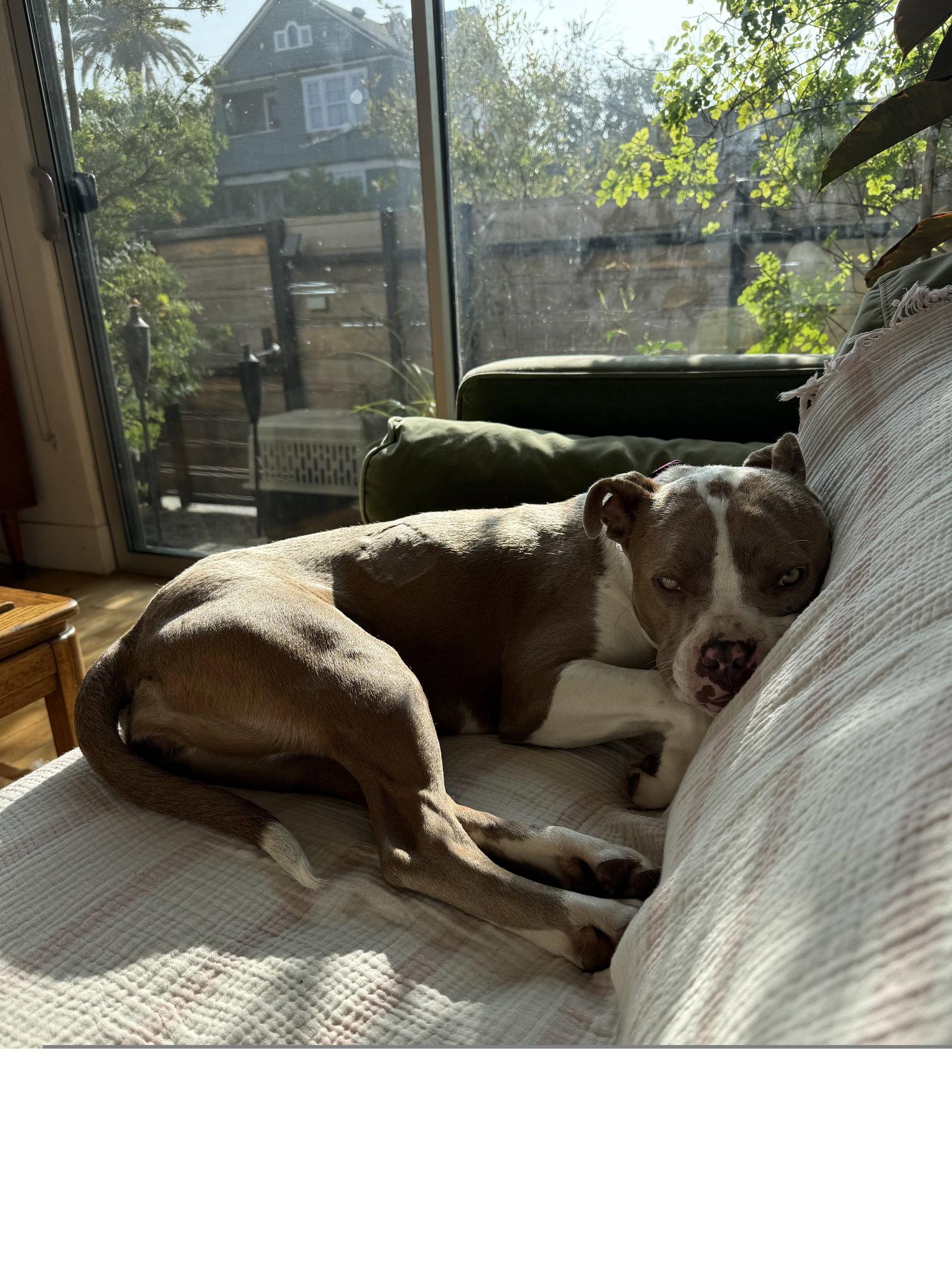 Juliet, Adoptable, Adult Female Pit Bull Terrier & Boxer.