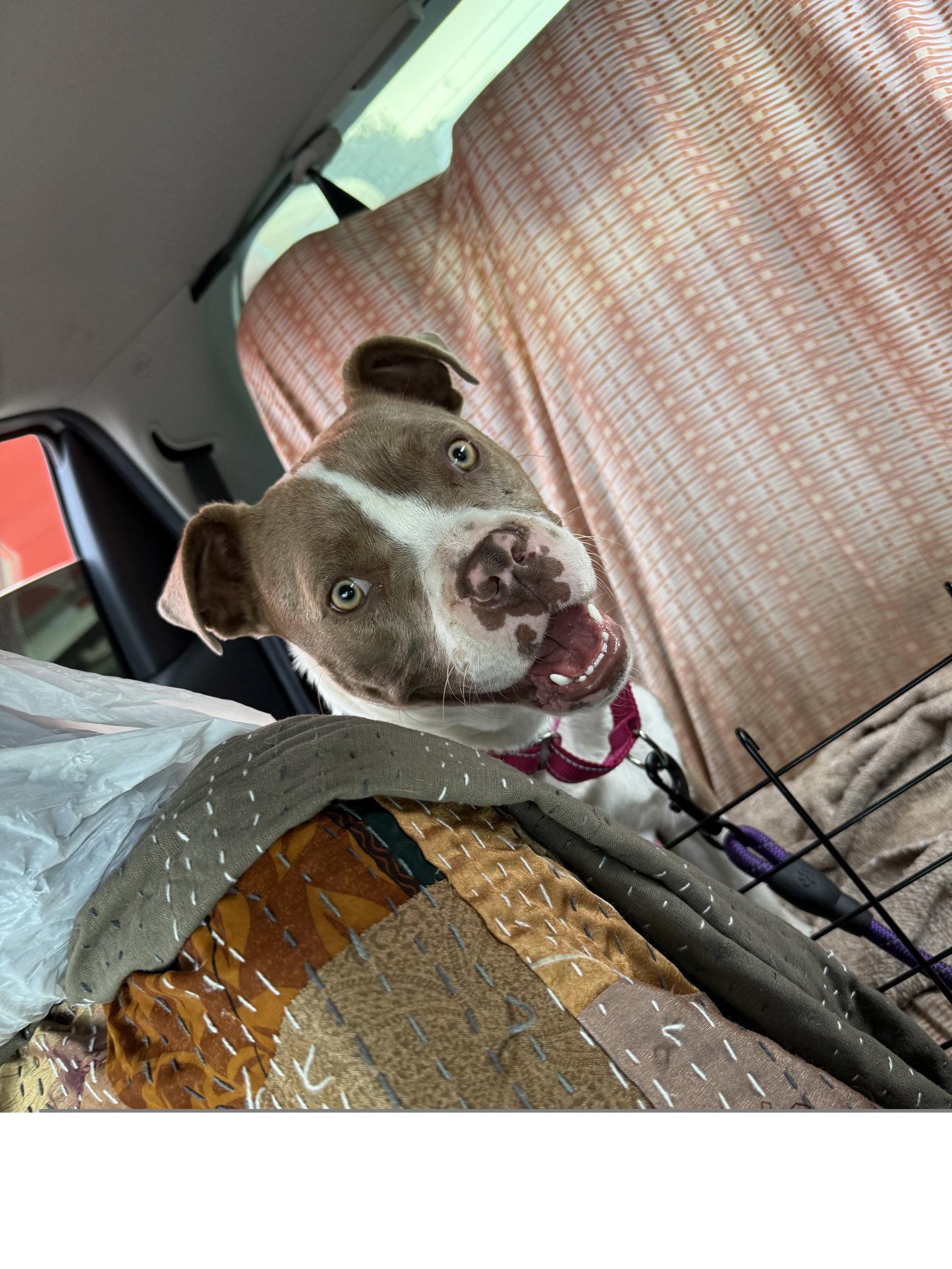 Juliet, a Adoptable mixed breed in Los Angeles, CA image 2/3