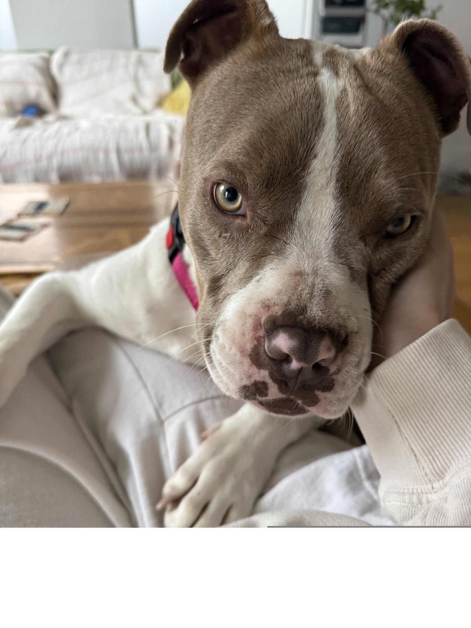 Juliet, a Adoptable mixed breed in Los Angeles, CA image 3/3