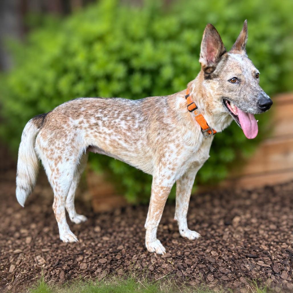 Confetti, Adoptable, Young Female Cattle Dog & Mixed Breed.