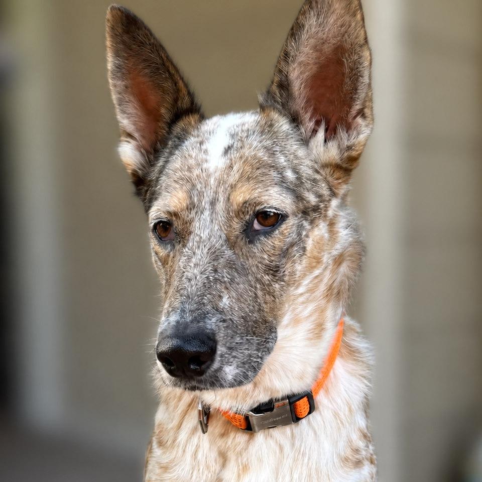 Enlarge Confetti, a Adoptable mixed breed in Boerne, TX image 2/5