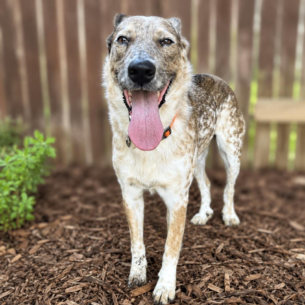 Enlarge Confetti, a Adoptable mixed breed in Boerne, TX image 3/5