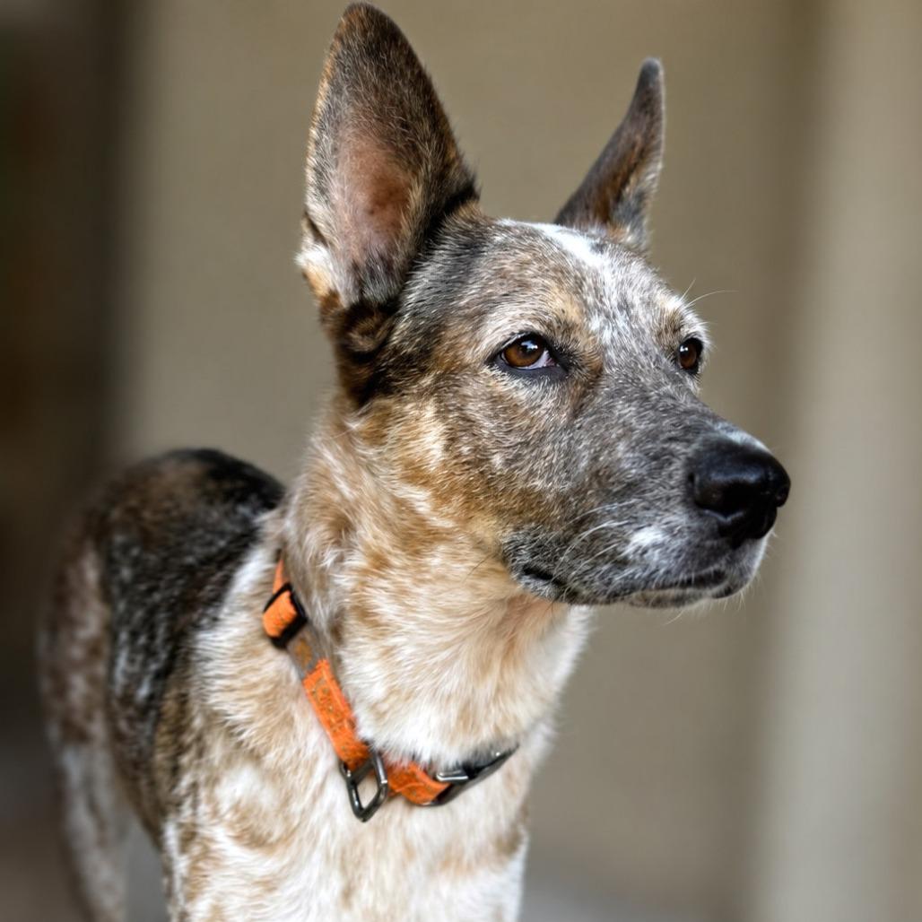 Enlarge Confetti, a Adoptable mixed breed in Boerne, TX image 4/5