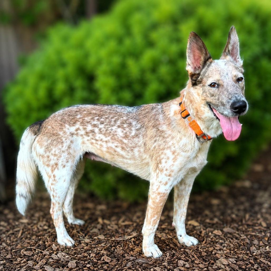 Enlarge Confetti, a Adoptable mixed breed in Boerne, TX image 5/5