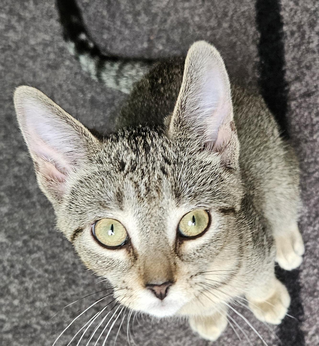 Hallie