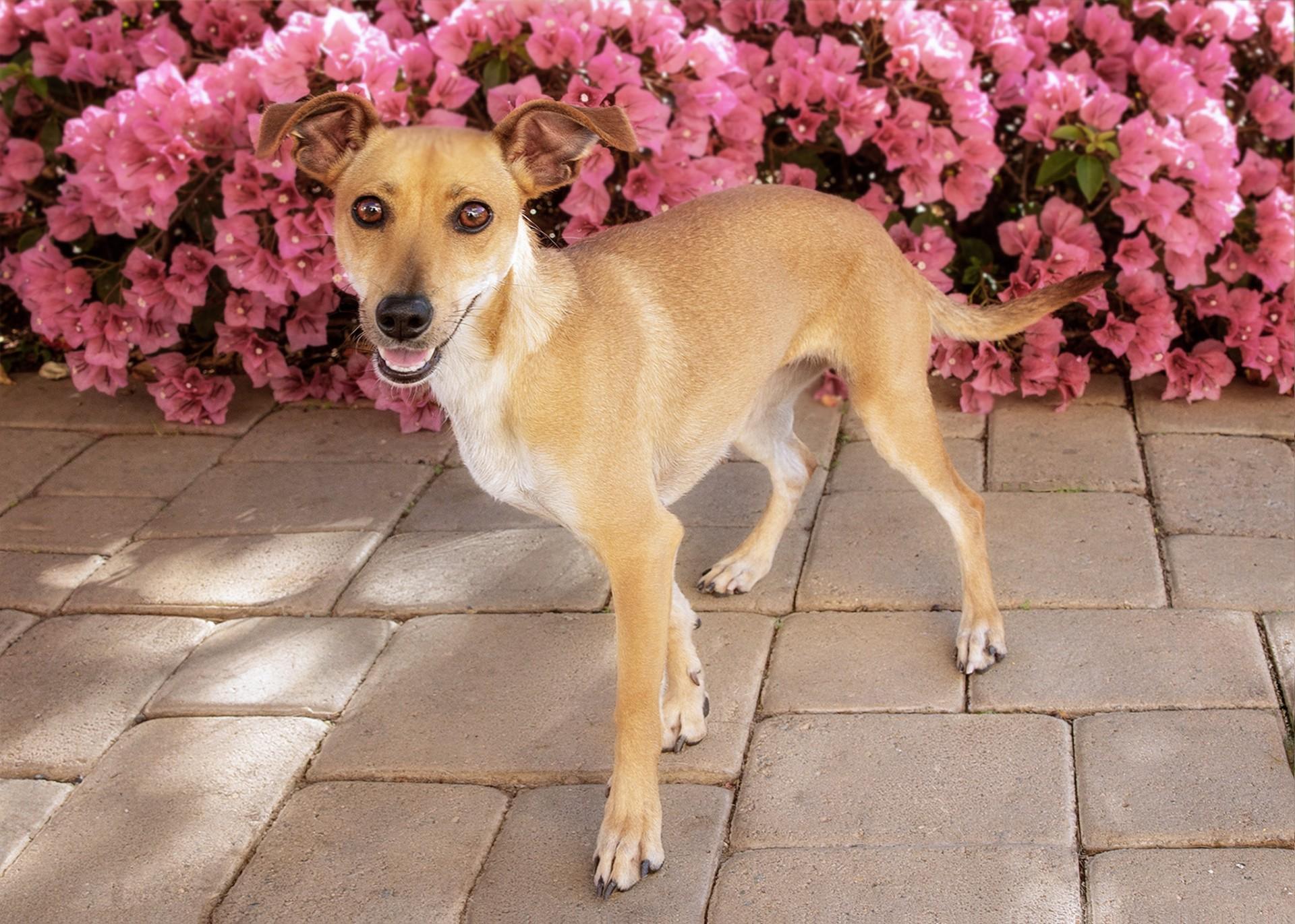 Enlarge Daffodil , a ADOPTABLE mixed breed in El Cajon, CA image 2/2