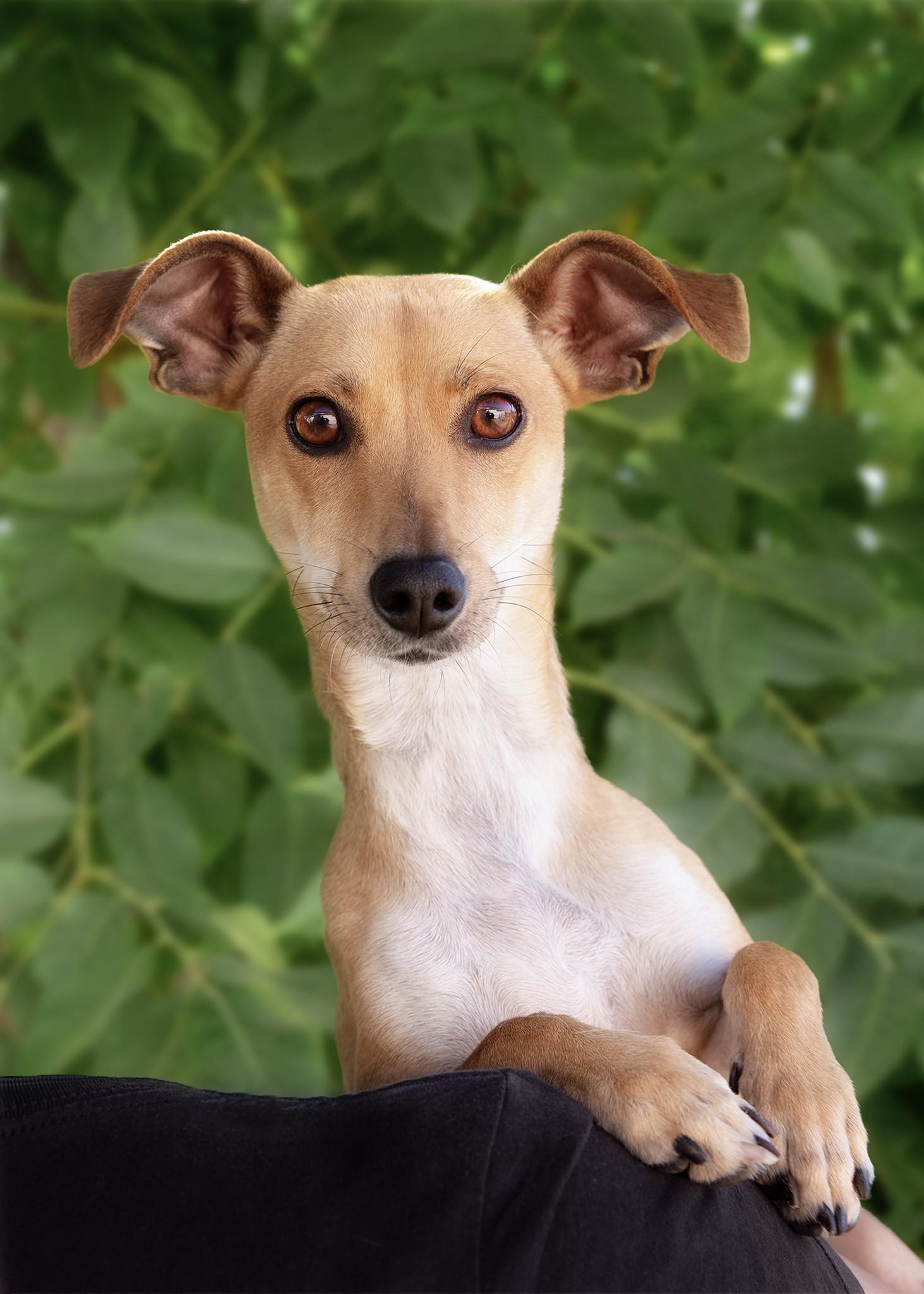 Daffodil , ADOPTABLE, Young Female Chihuahua & Miniature Dachshund.