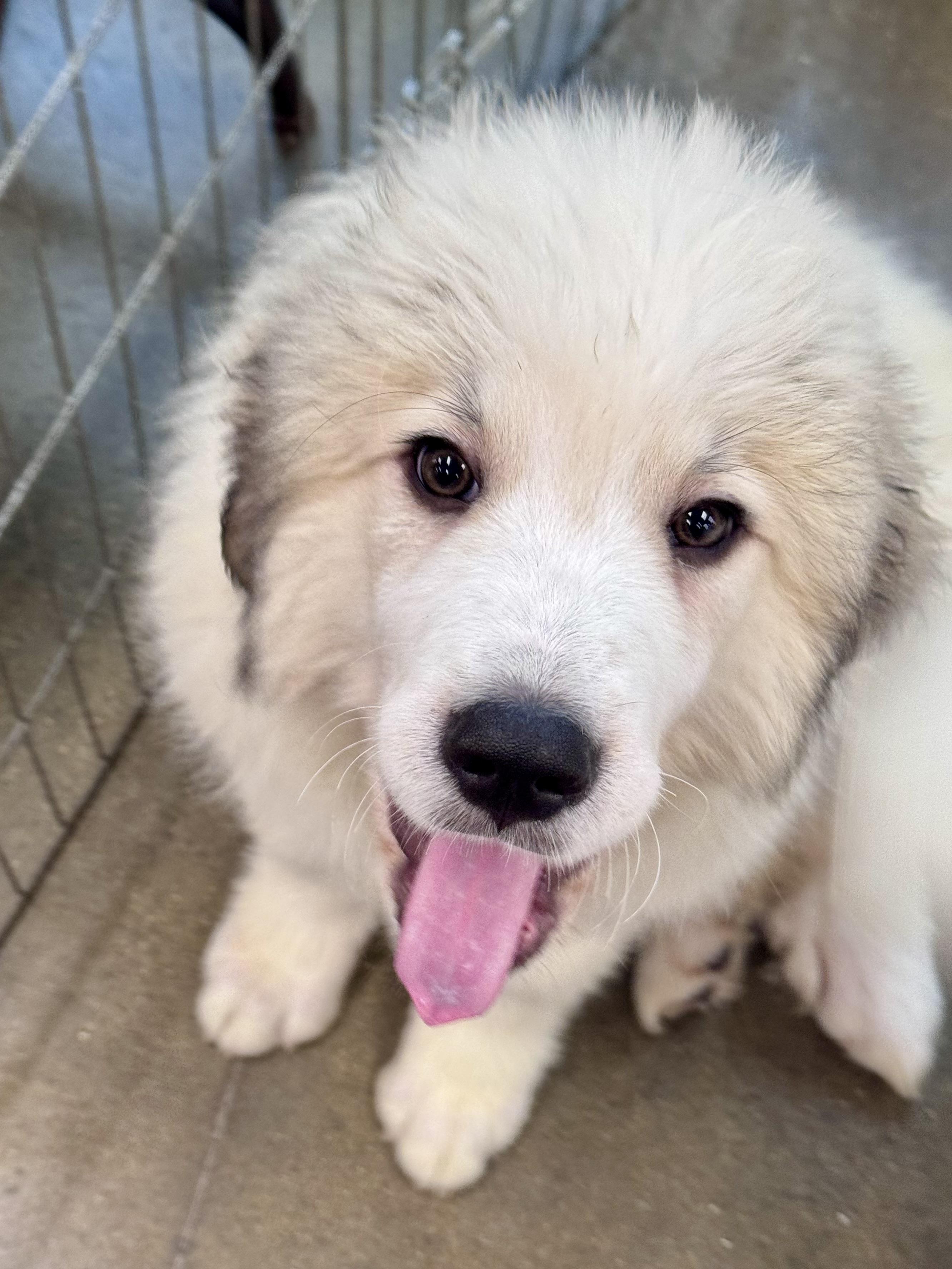 Polar, ADOPTABLE, Young Male Great Pyrenees.