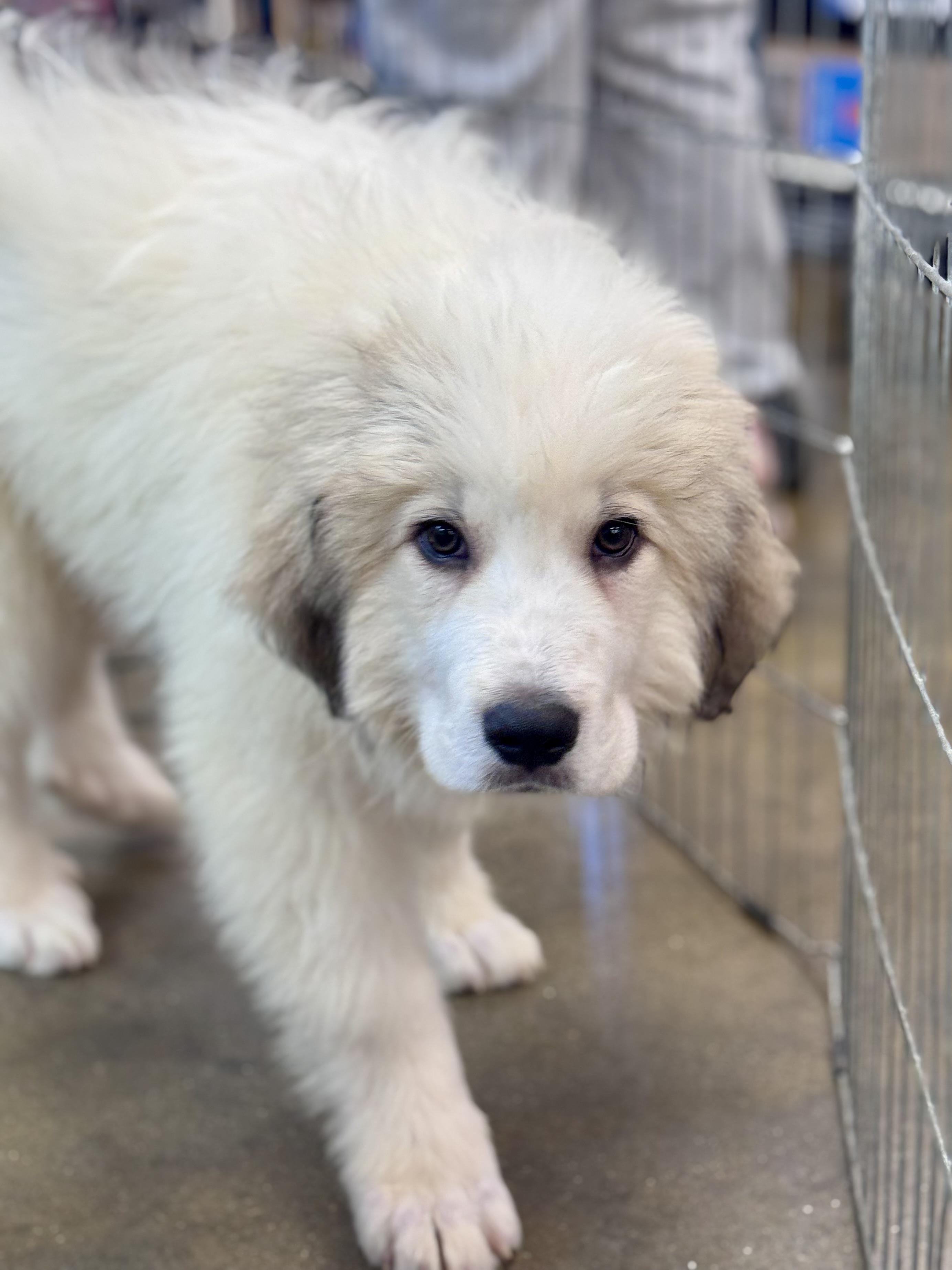 Enlarge Polar, a ADOPTABLE Great Pyrenees in Washington, MO image 2/2