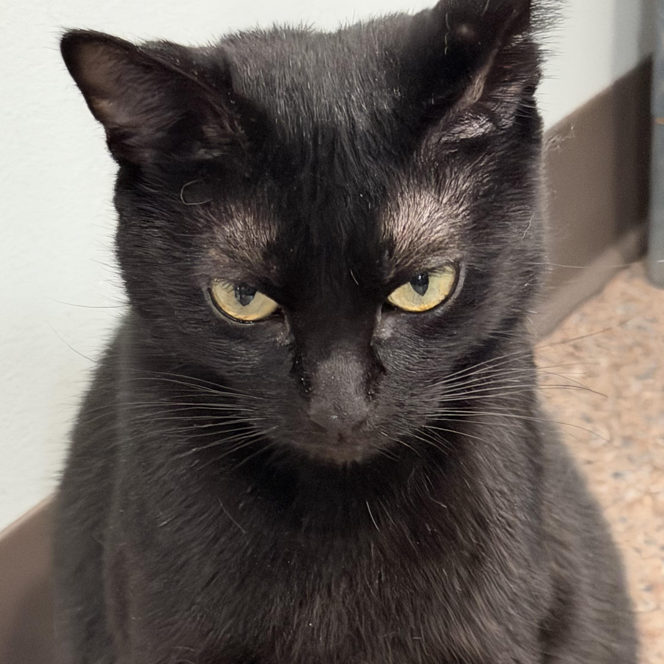 Enlarge Spells, a Adoptable Domestic Short Hair in Sault Sainte Marie, MI image 4/5