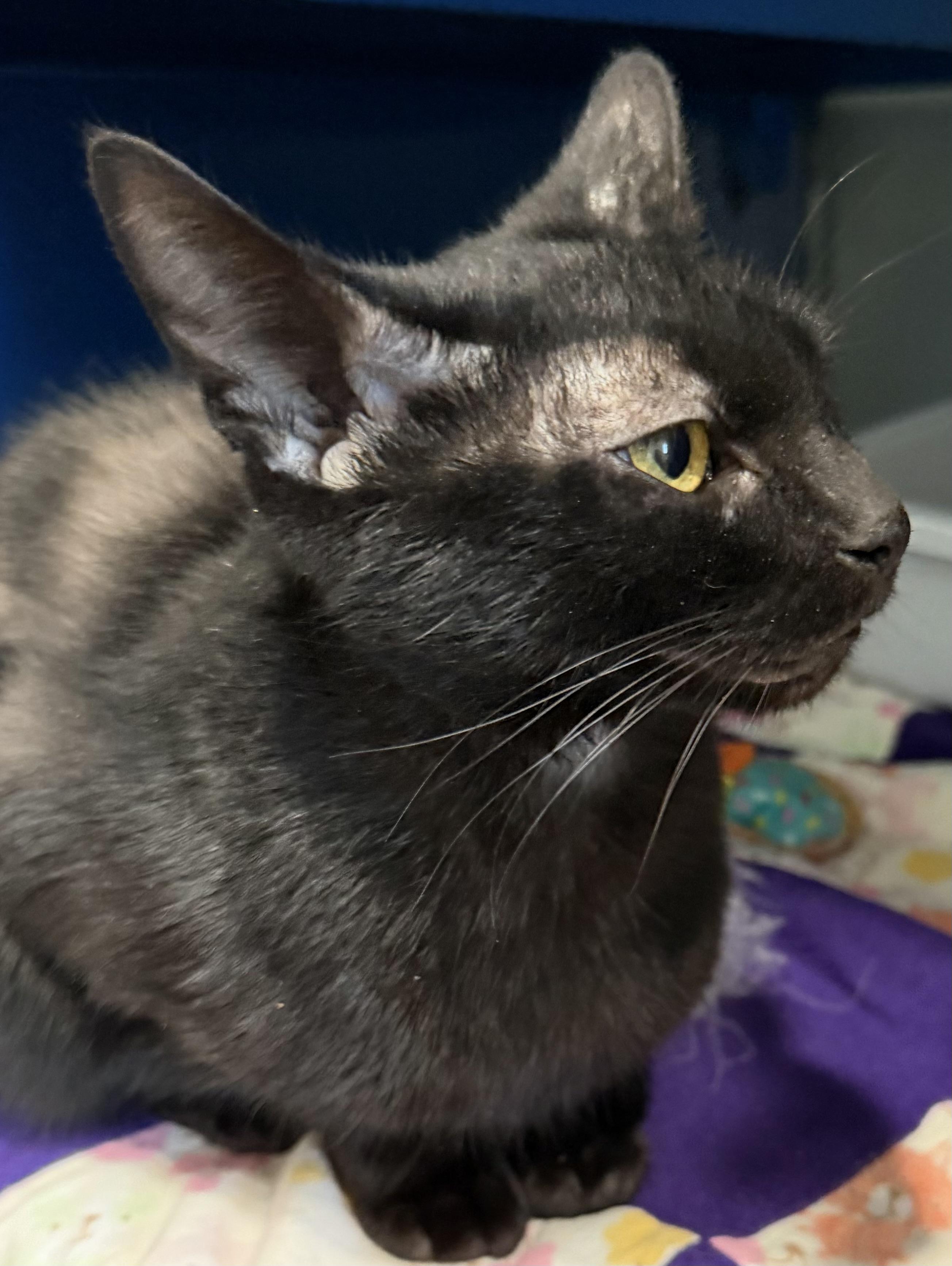 Spells, a Adoptable Domestic Short Hair in Sault Sainte Marie, MI image 2/4
