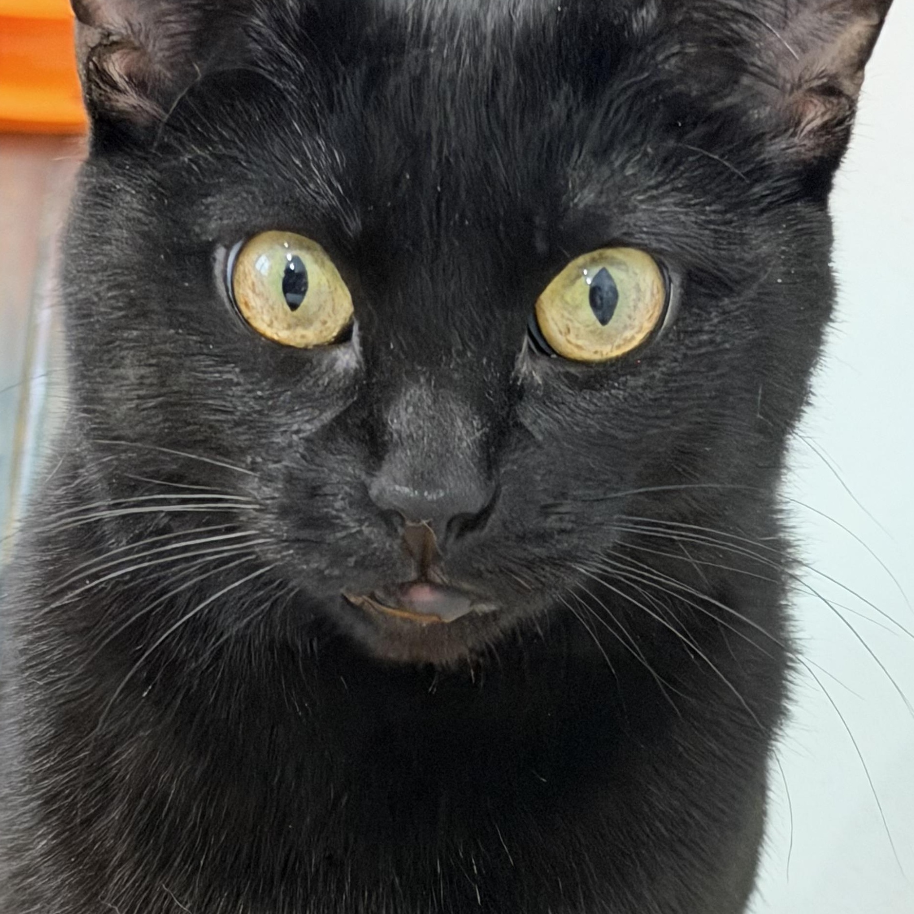 Spells, Adoptable, Young Female Domestic Short Hair.