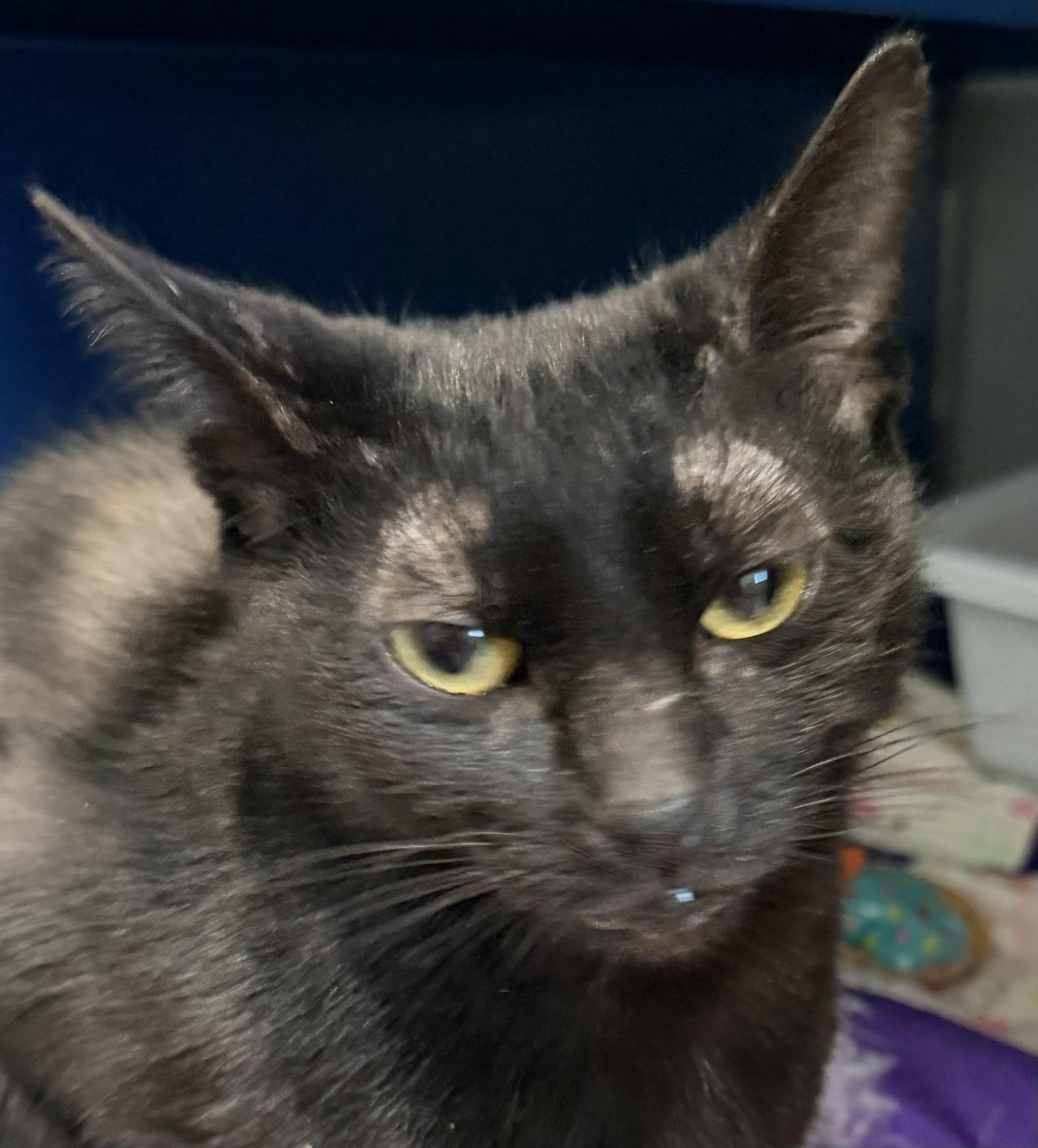 Spells, a Adoptable Domestic Short Hair in Sault Sainte Marie, MI image 3/4