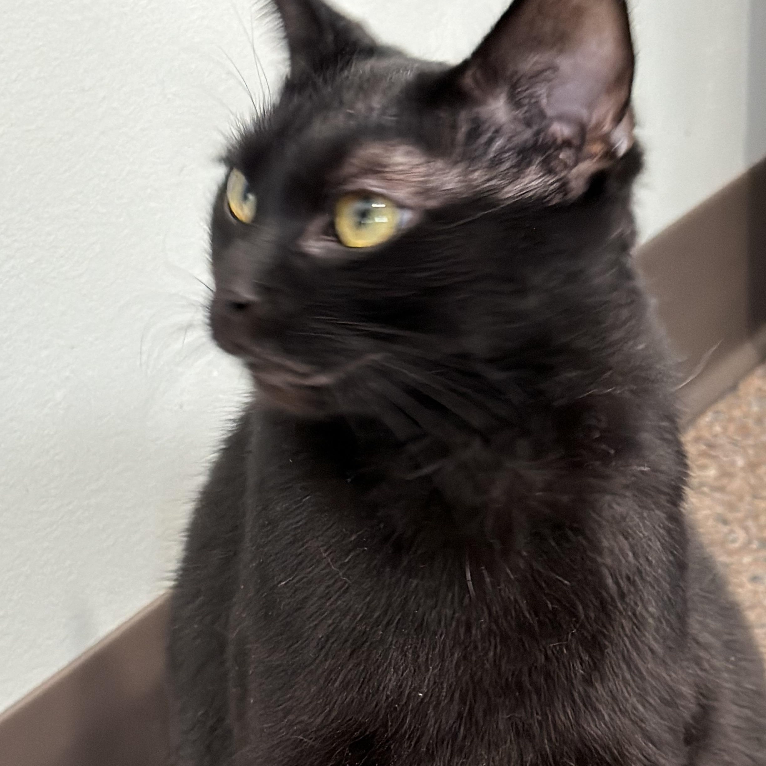 Spells — thumbnail 5