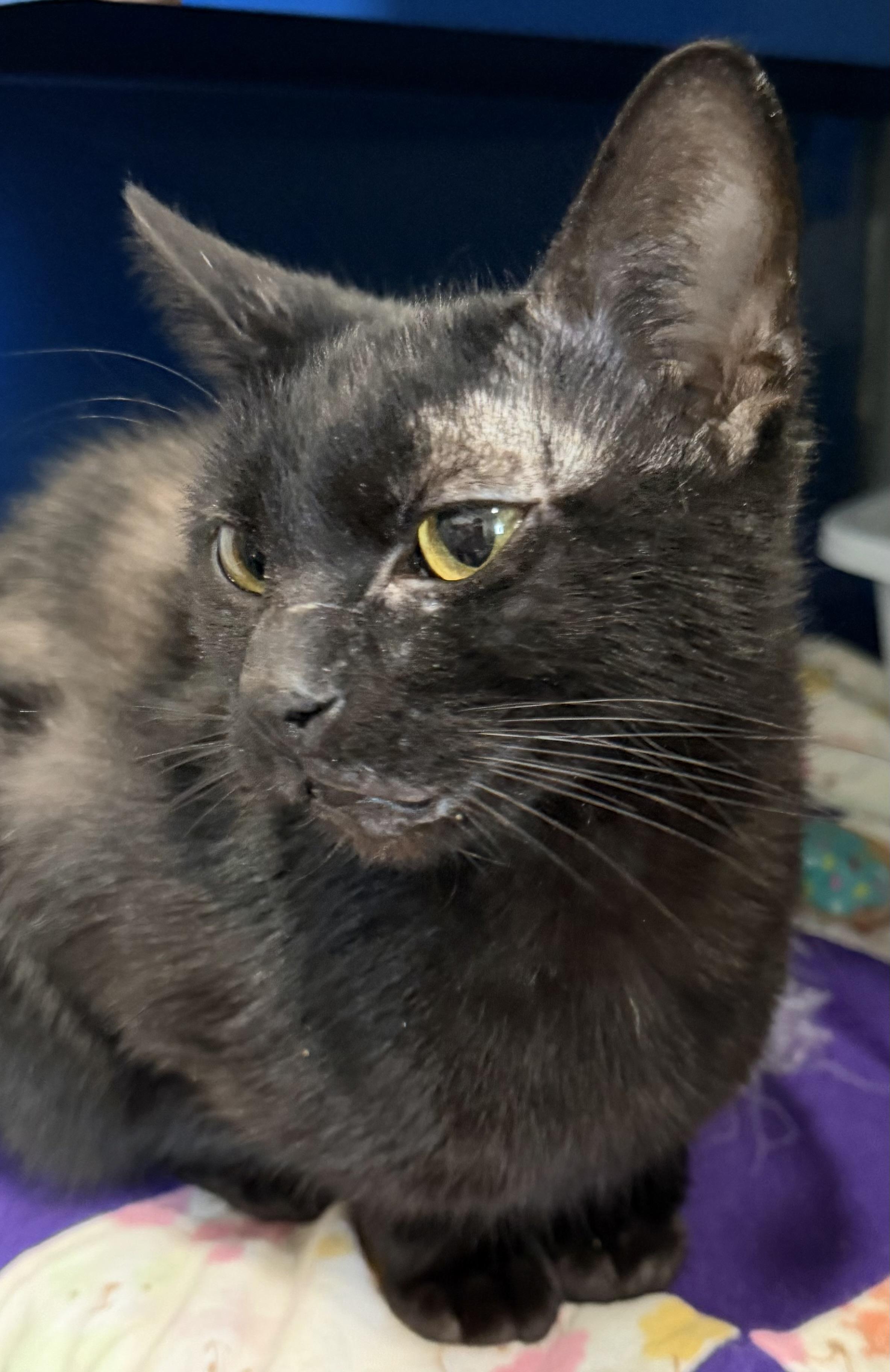 Spells, a Adoptable Domestic Short Hair in Sault Sainte Marie, MI image 4/4