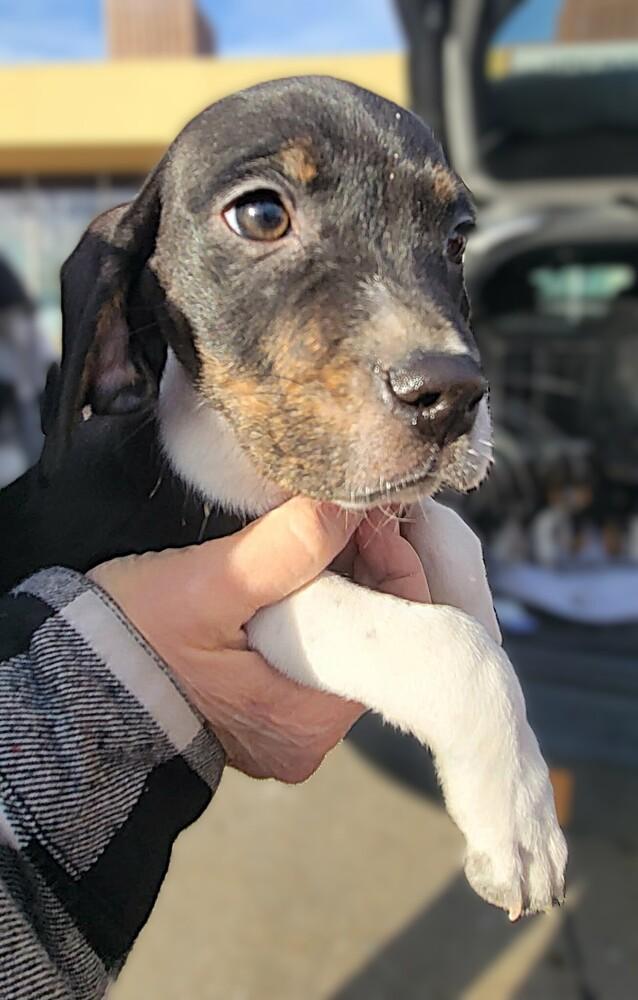 Shane - Fostered in Omaha, Adoptable, Puppy Male Beagle.