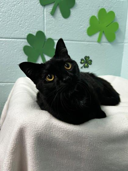 Binx, Adoptable, Adult Female Domestic Short Hair & Domestic Short Hair.