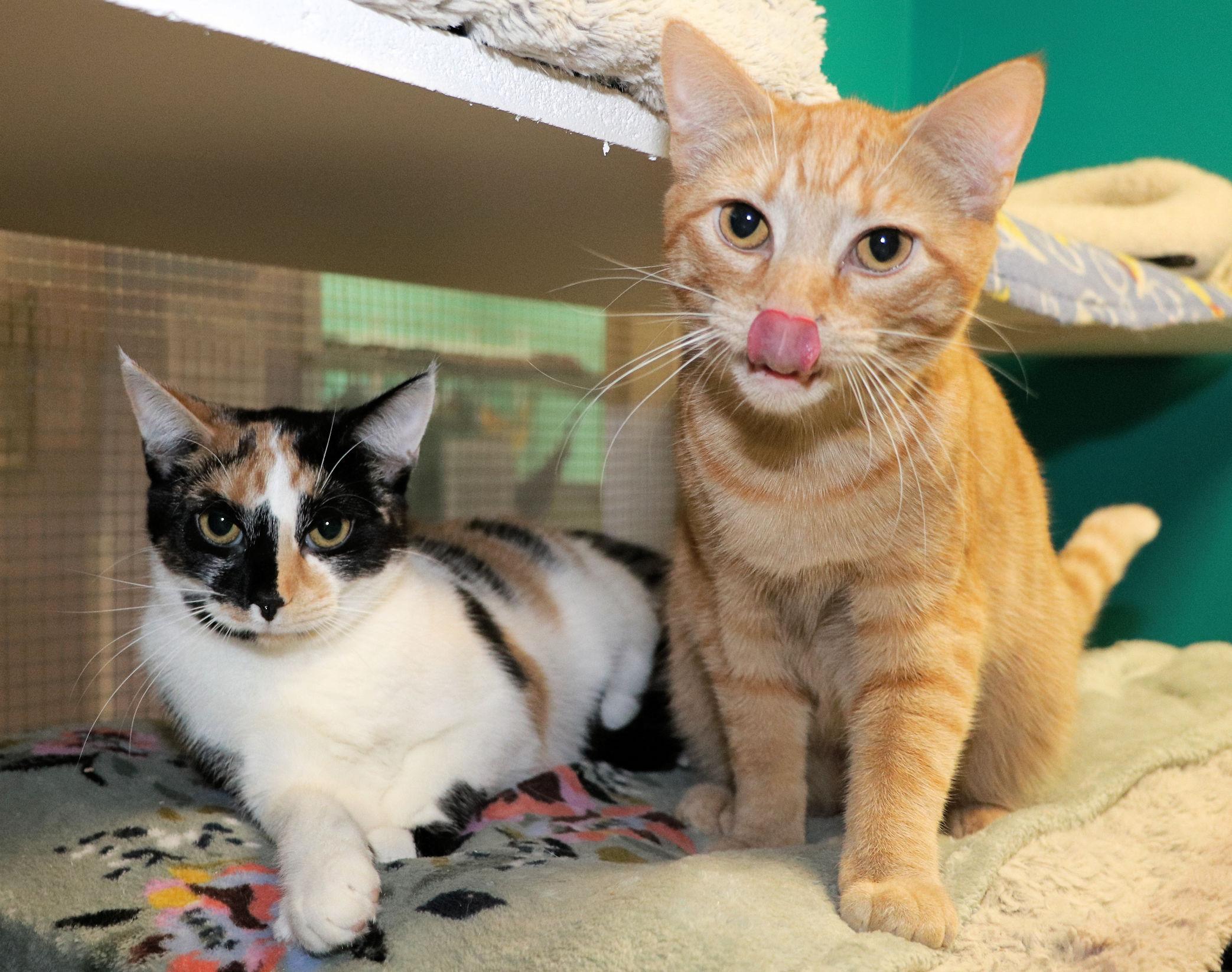 Enlarge Bing, an adopted Domestic Short Hair in Cincinnati, OH image 3/3