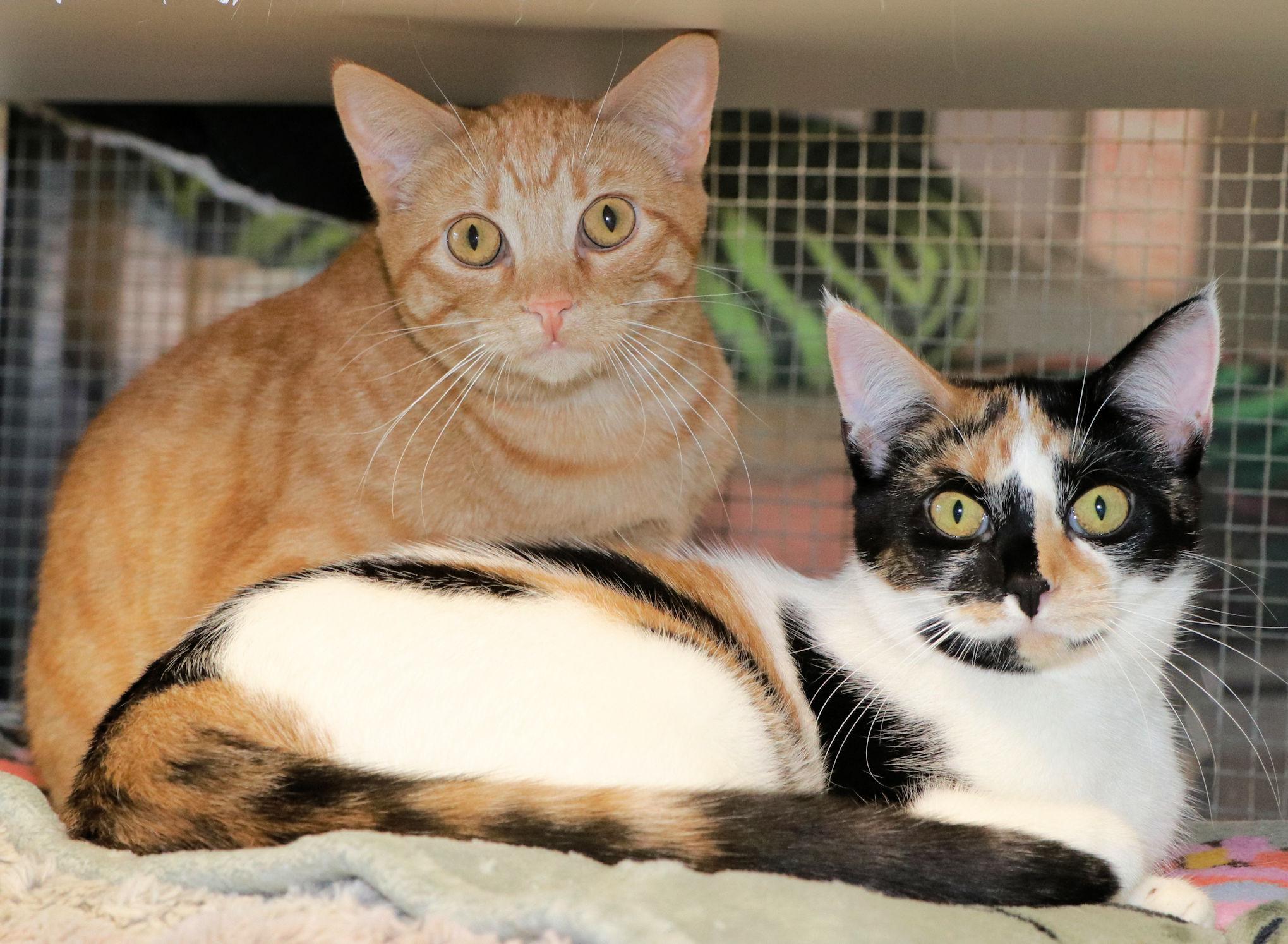 Enlarge Bing, an adopted Domestic Short Hair in Cincinnati, OH image 1/3