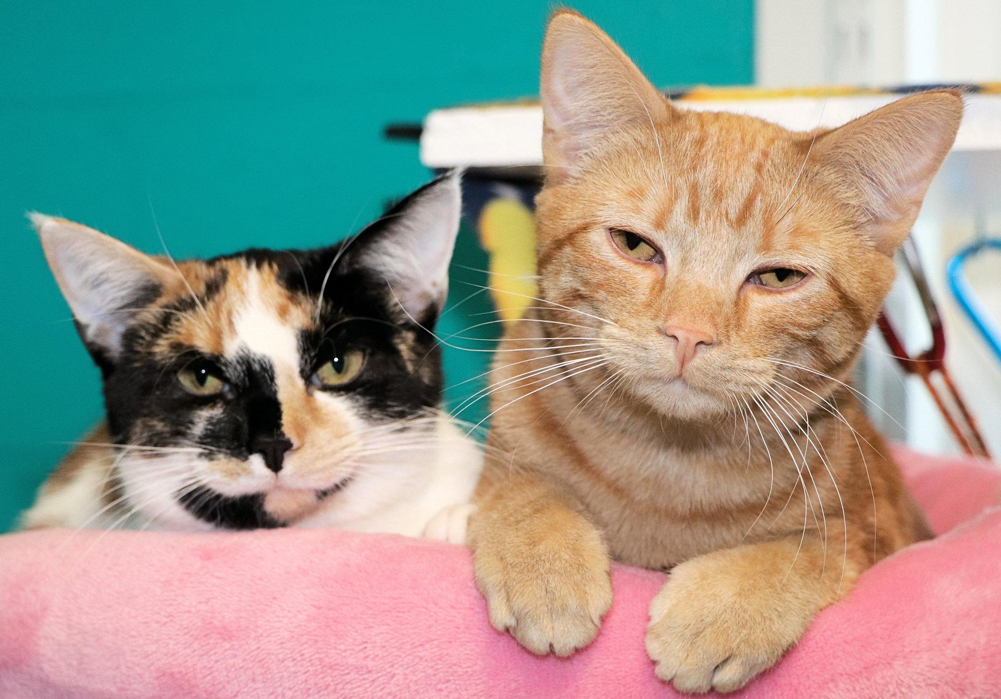 Enlarge Bing, an adopted Domestic Short Hair in Cincinnati, OH image 2/3