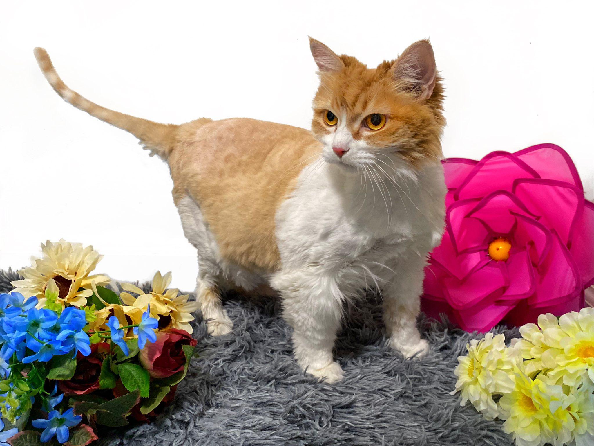 Enlarge BUTTERSCOTCH, an adopted Domestic Long Hair in Graham, WA image 2/2