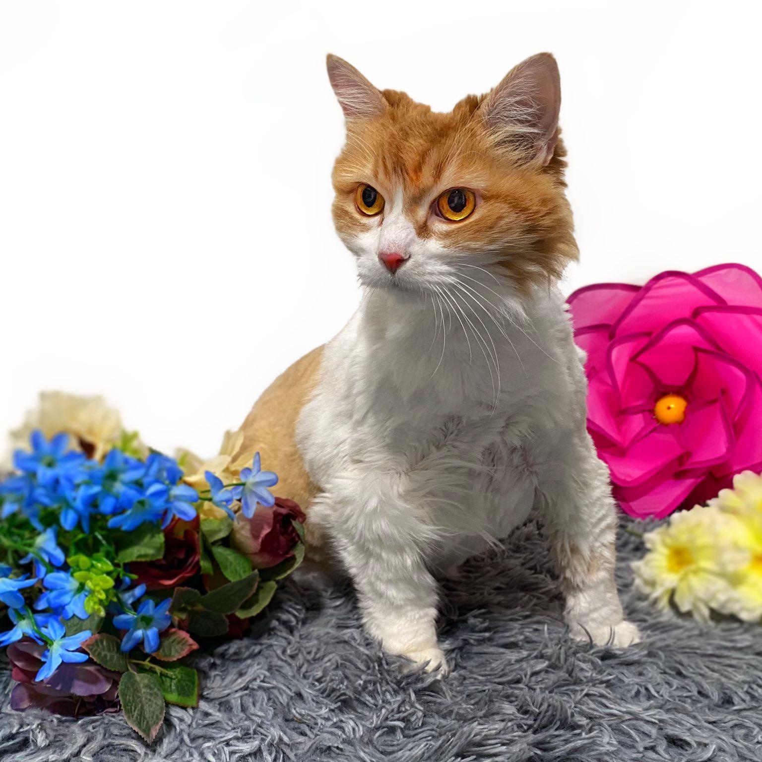 Enlarge BUTTERSCOTCH, an adopted Domestic Long Hair in Graham, WA image 1/2