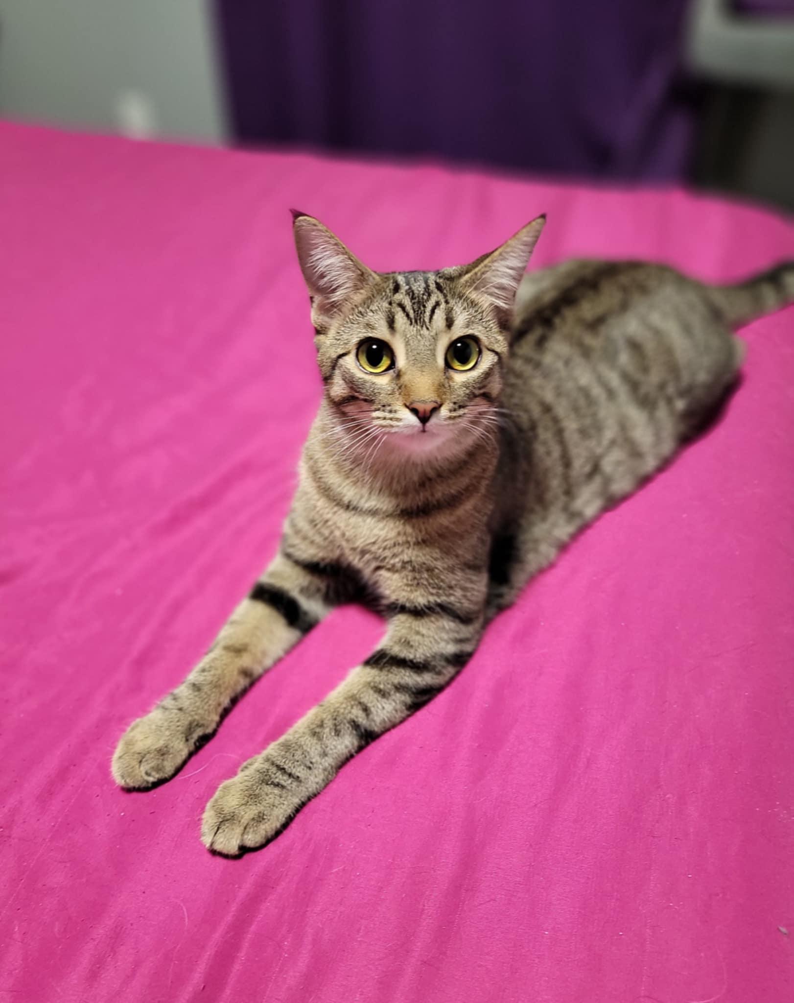NICOLE, Young Female Domestic Short Hair