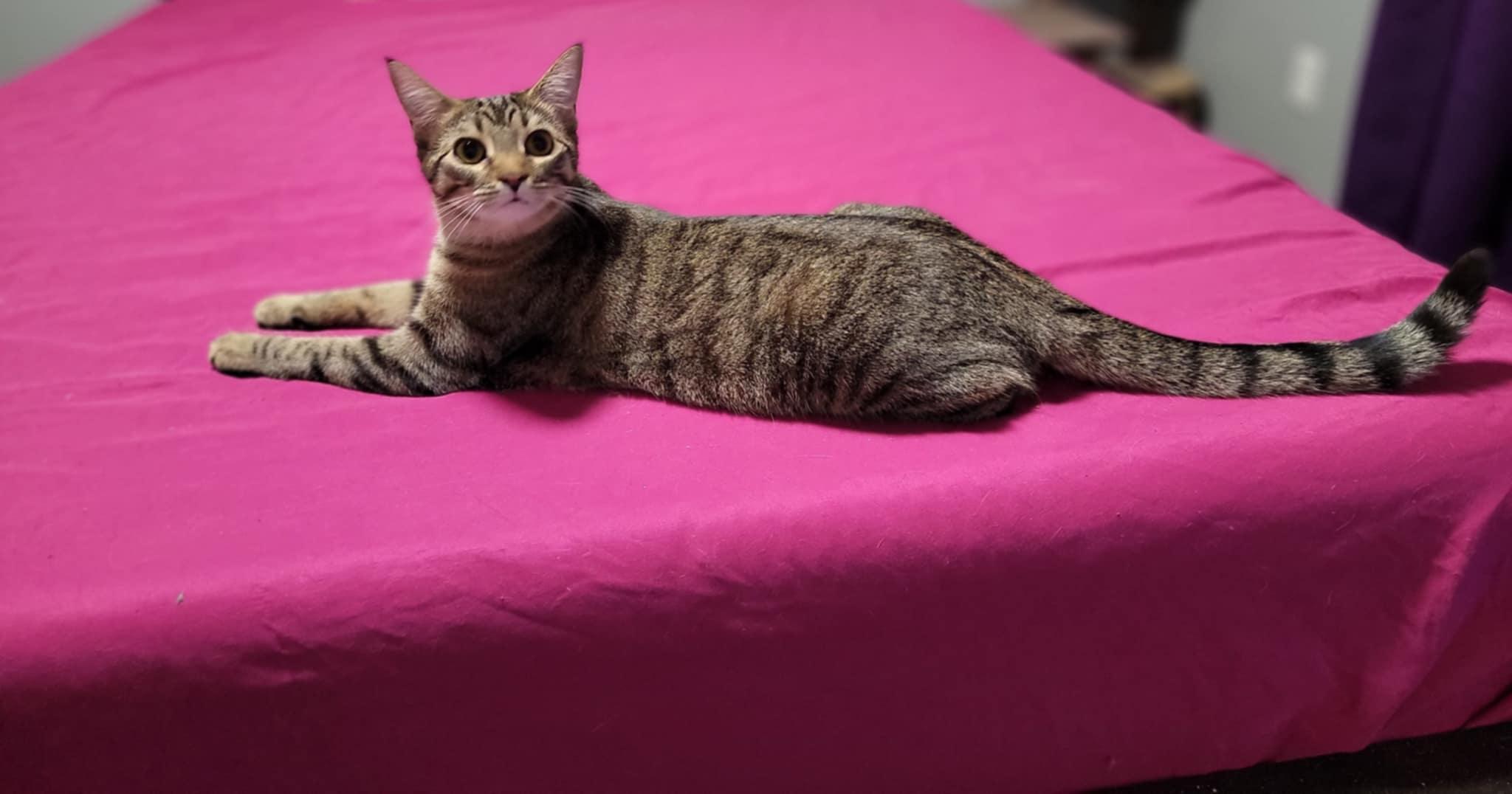 NICOLE, a Adoptable Domestic Short Hair in Shakespeare, ON image 2/2