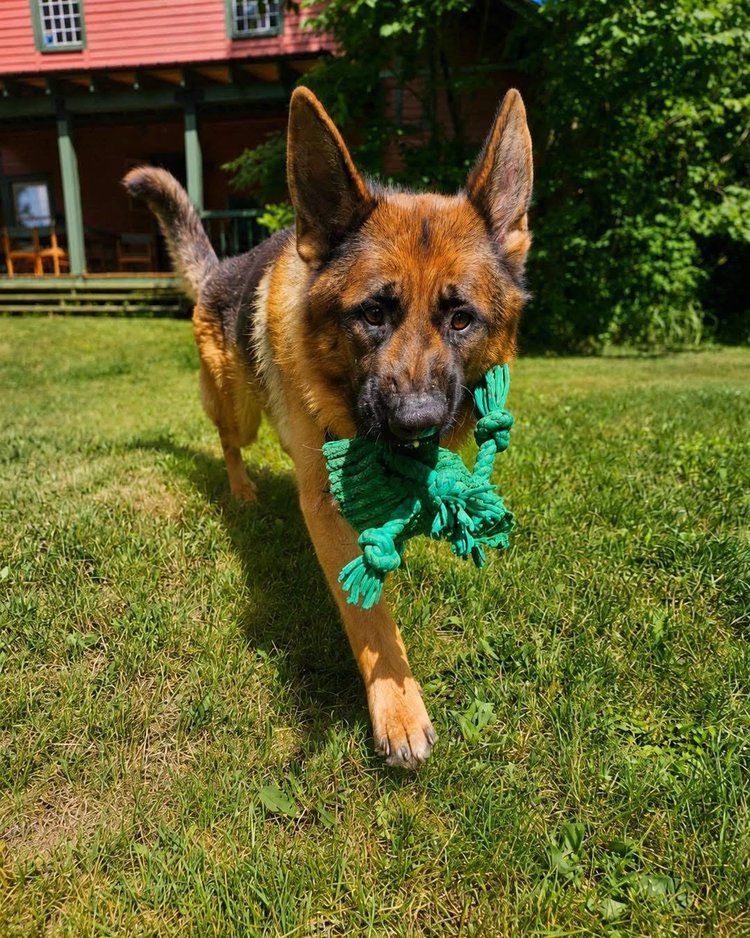Enlarge Jarvis, a ADOPTABLE German Shepherd Dog in Tannersville, NY image 1/3