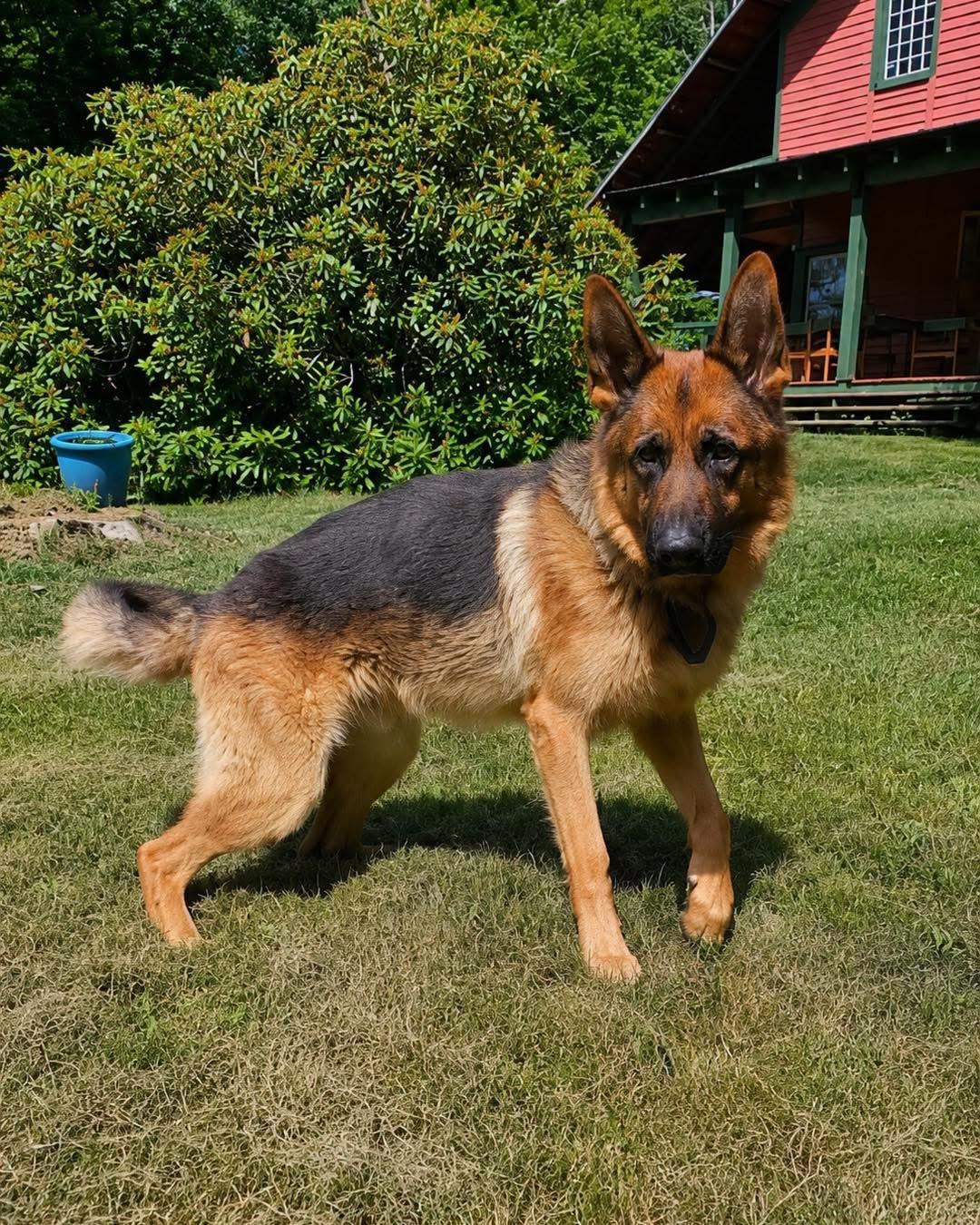 Enlarge Jarvis, a ADOPTABLE German Shepherd Dog in Tannersville, NY image 3/3