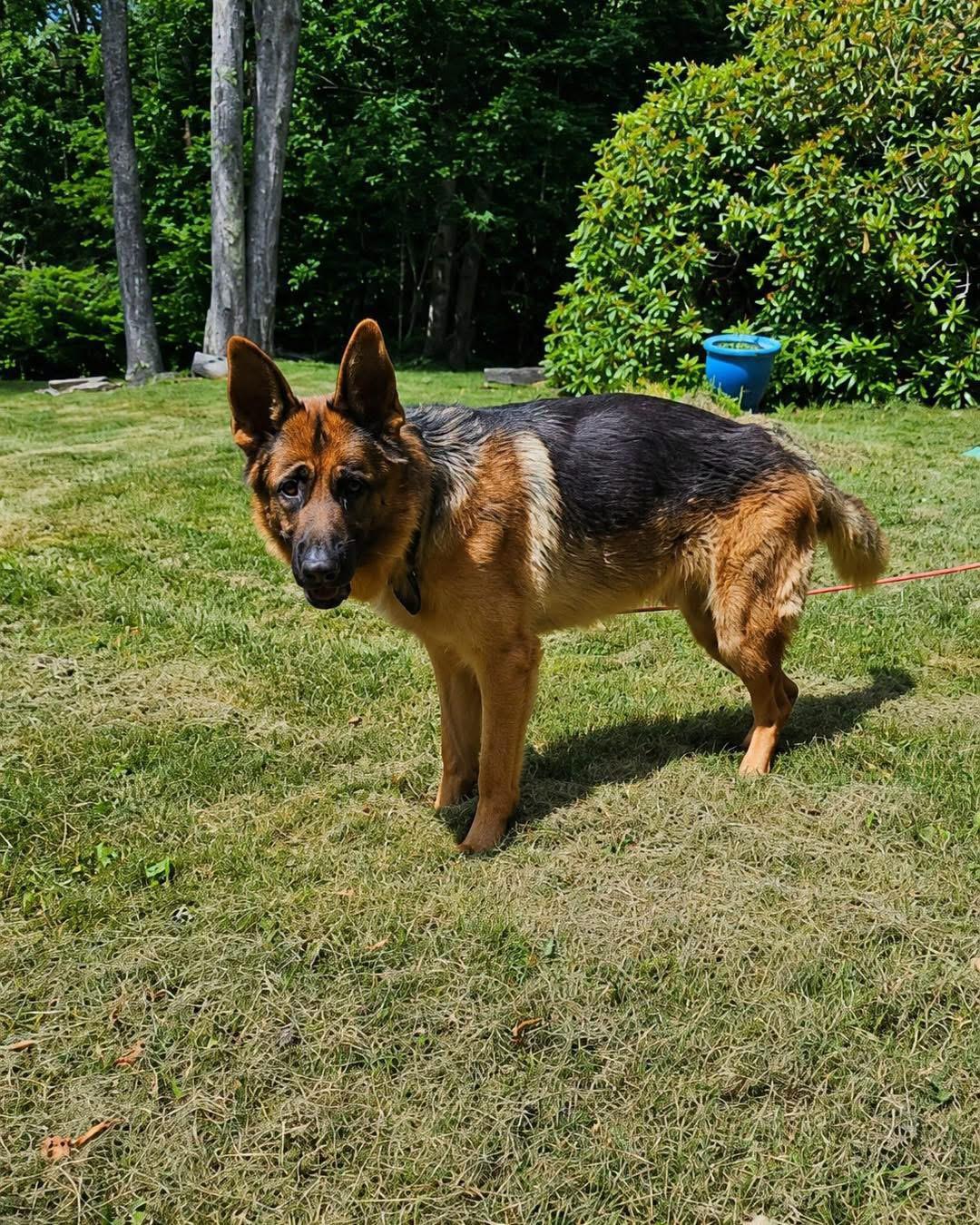 Enlarge Jarvis, a ADOPTABLE German Shepherd Dog in Tannersville, NY image 2/3