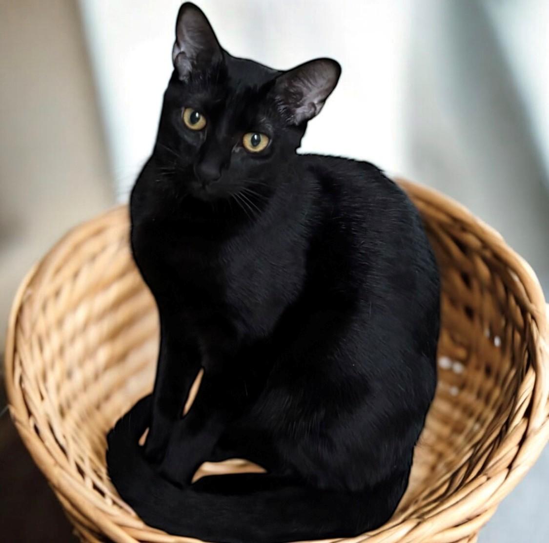 Enlarge Ebo (Squeek), a Adoptable Domestic Short Hair in DELRAY Beach, FL image 2/2