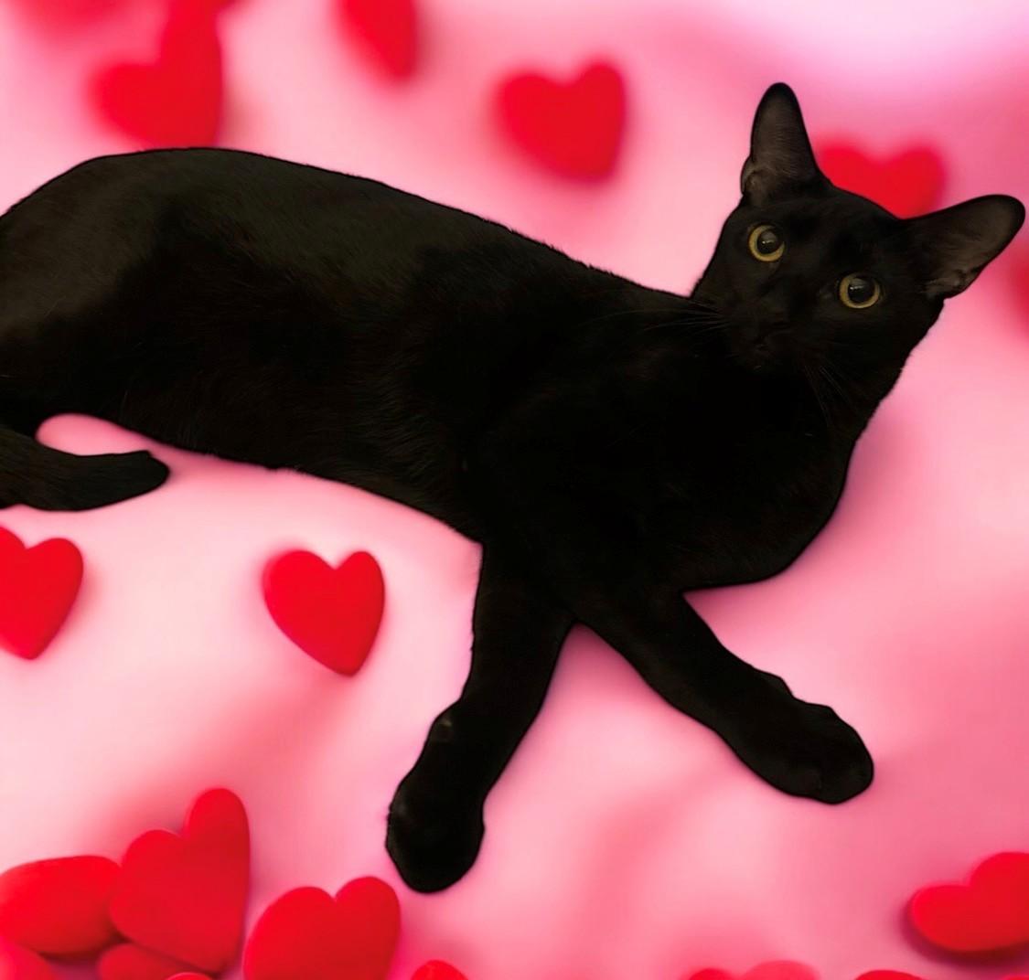 Enlarge Ebo (Squeek), a Adoptable Domestic Short Hair in DELRAY Beach, FL image 1/2