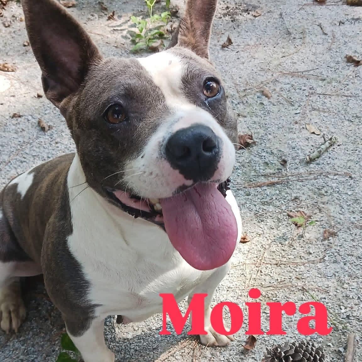 Moira
