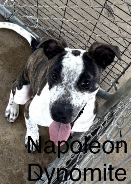 Napoleon Dynamite, Adoptable, Young Male Mixed Breed & Mixed Breed.