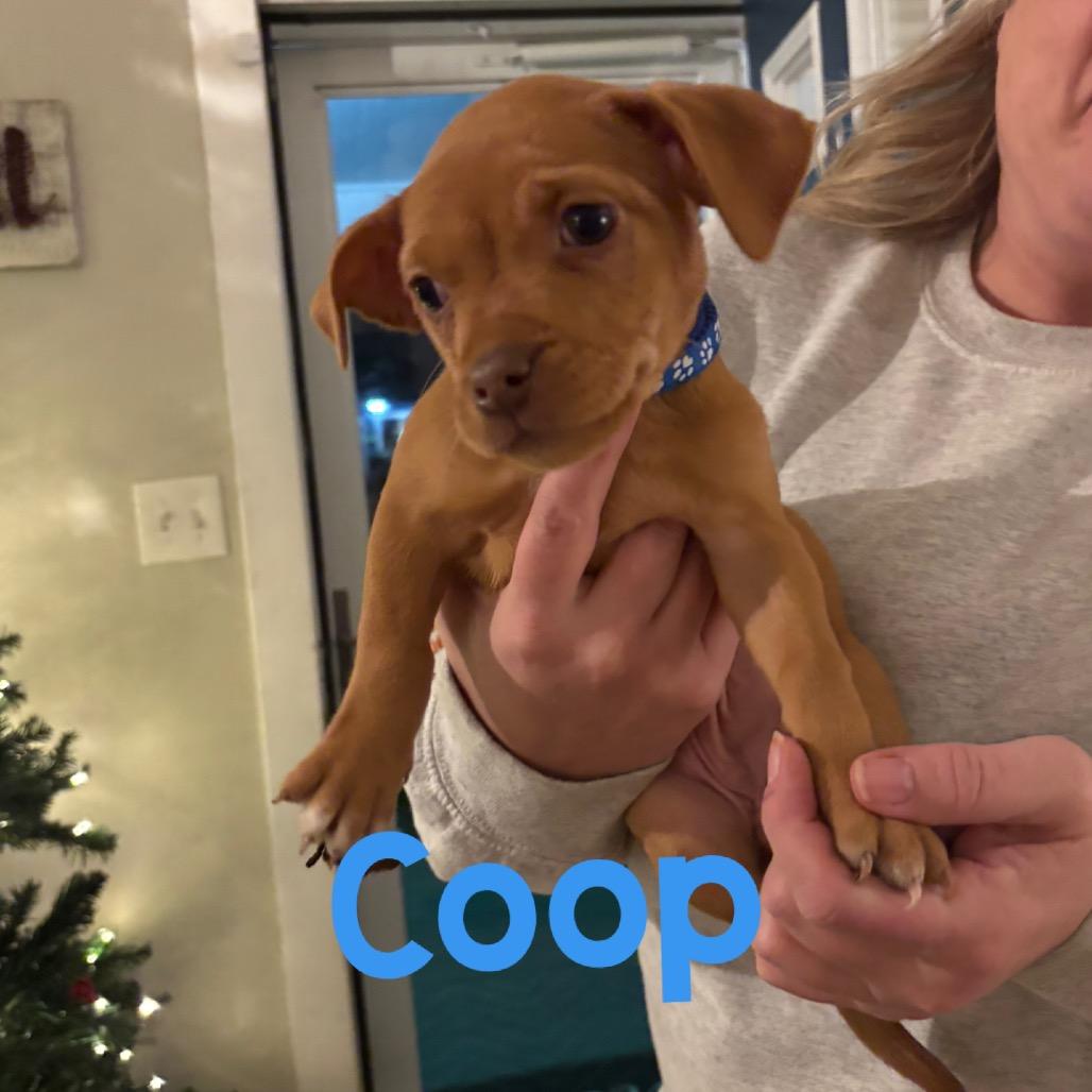 Setta, Adoptable, Puppy Female Chihuahua.