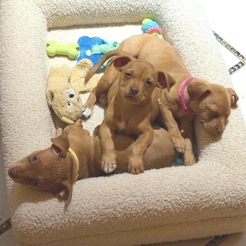 Enlarge Setta, a Adoptable Chihuahua in Kansas City, MO image 3/6