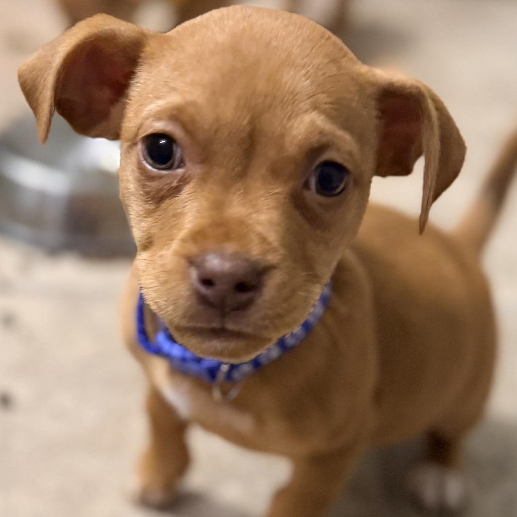 Enlarge Setta, a Adoptable Chihuahua in Kansas City, MO image 4/6
