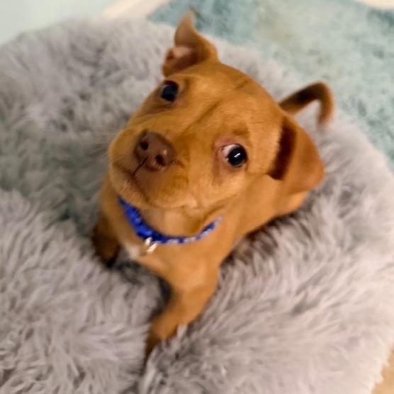 Enlarge Setta, a Adoptable Chihuahua in Kansas City, MO image 5/6