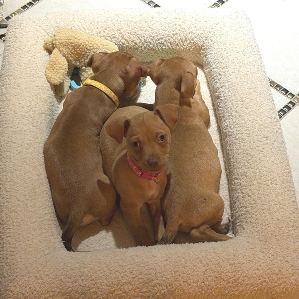 Enlarge Setta, a Adoptable Chihuahua in Kansas City, MO image 6/6