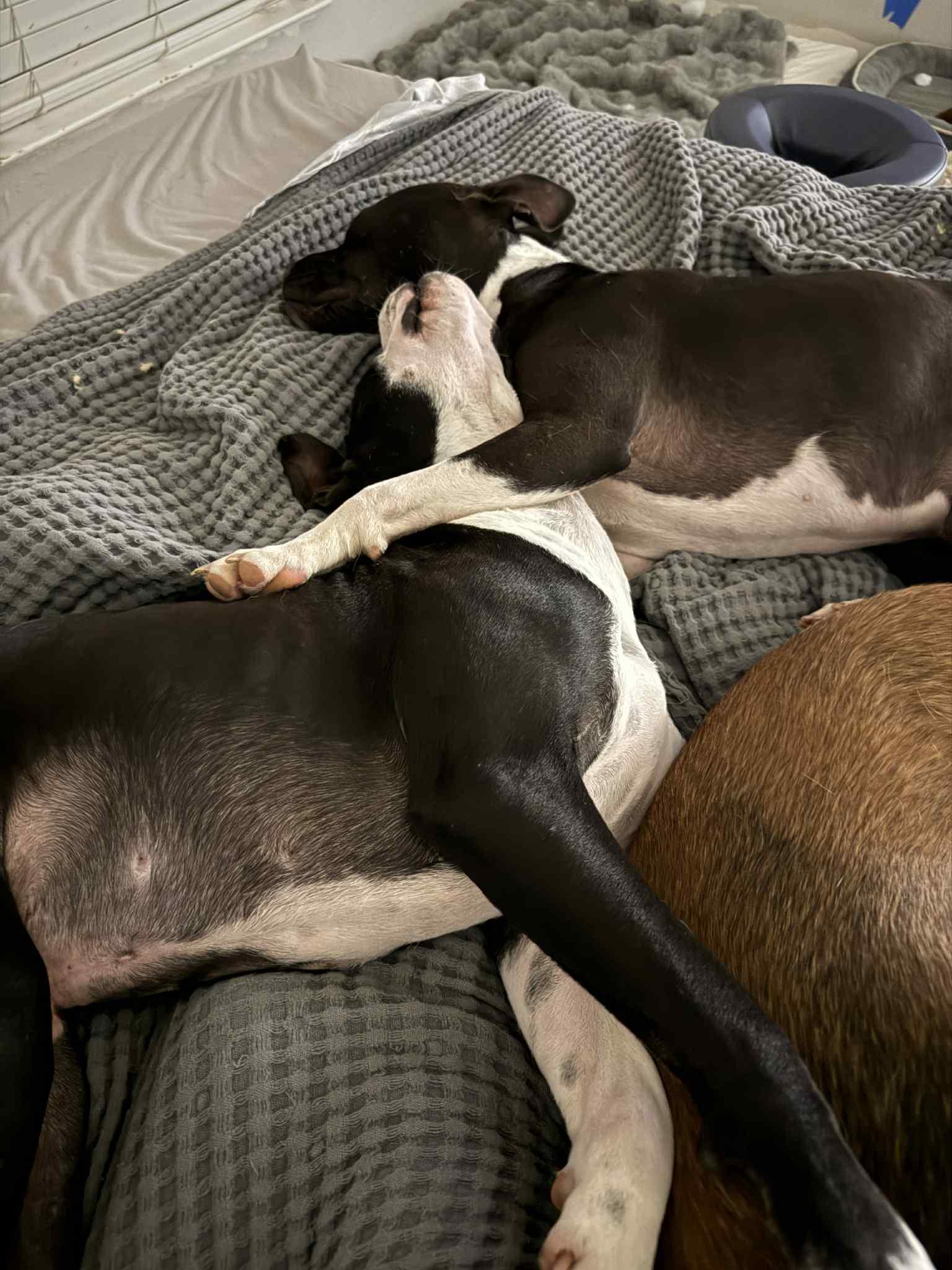 Enlarge Oreo and Cookie (Bonded siblings), a Adoptable mixed breed in Frisco, TX image 1/6