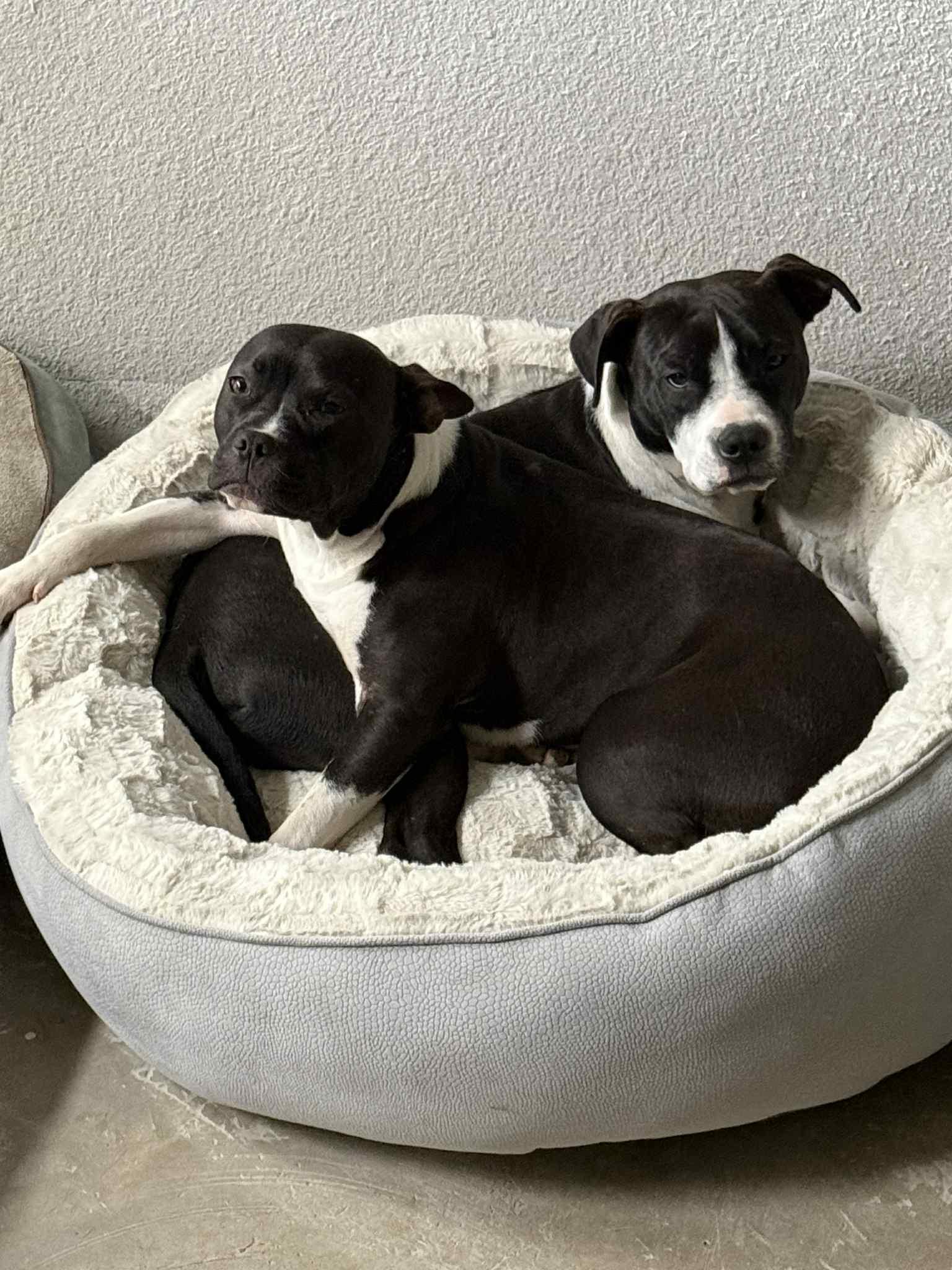 Oreo and Cookie (Bonded siblings), Adoptable, Young Male Pit Bull Terrier.