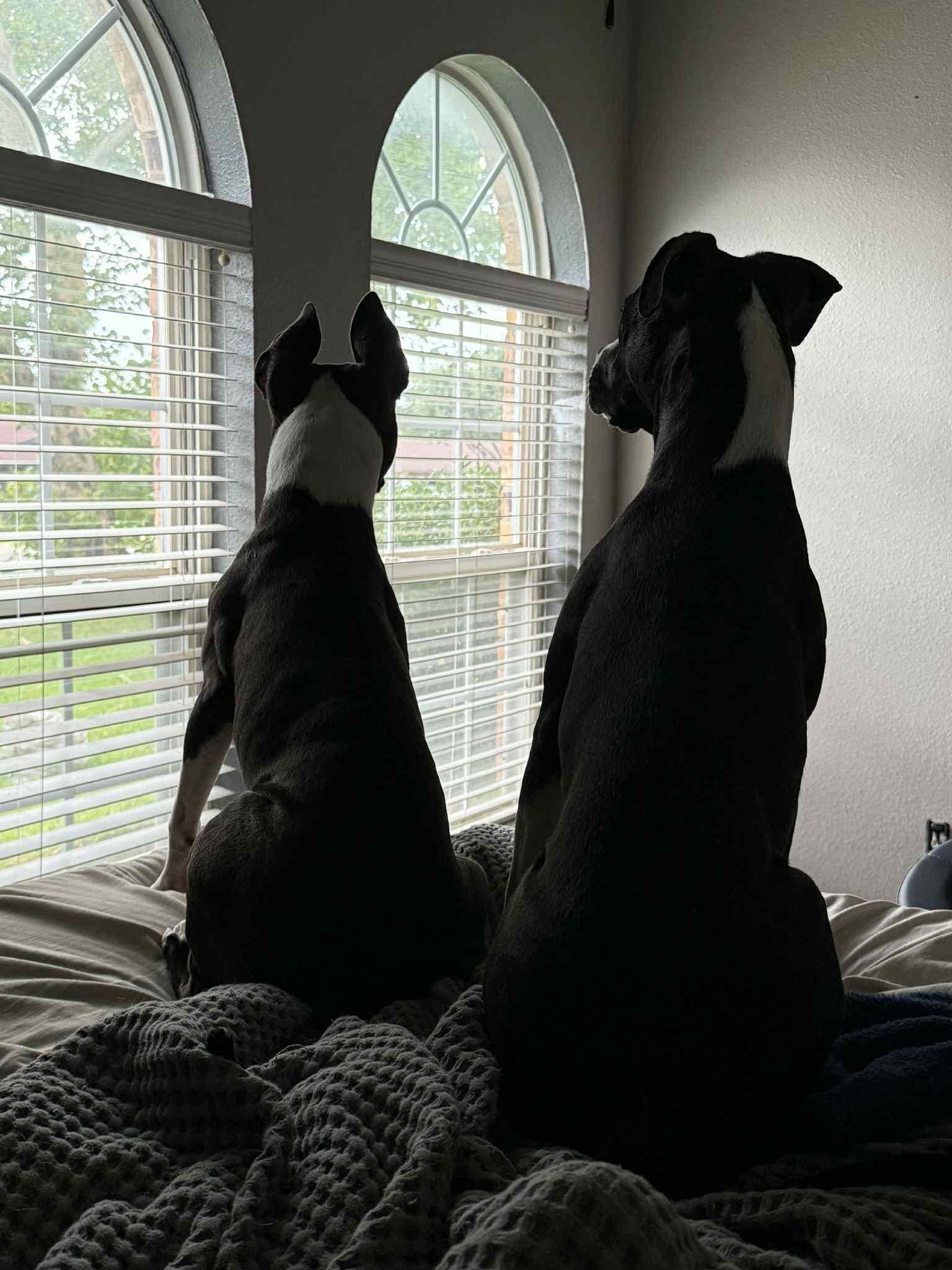 Oreo and Cookie (Bonded siblings), Adoptable, Young Male Pit Bull Terrier.