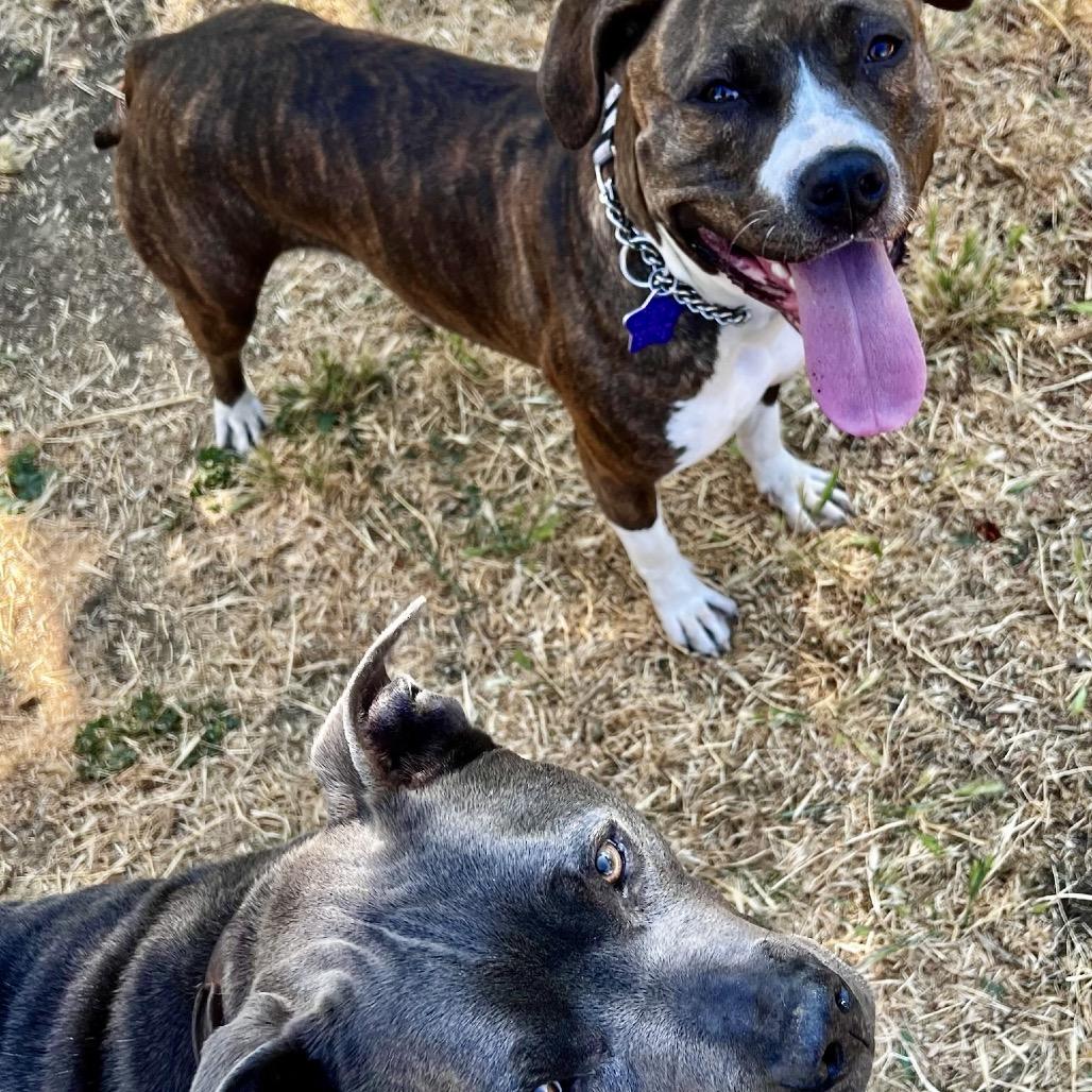 Deja, Adoptable, Adult Female Mixed Breed.