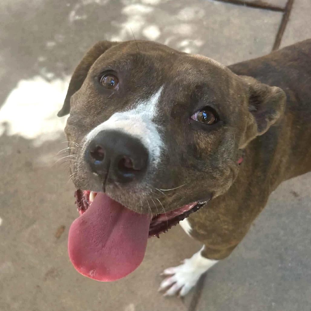 Enlarge Deja, a Adoptable Mixed Breed in San Francisco, CA image 1/2