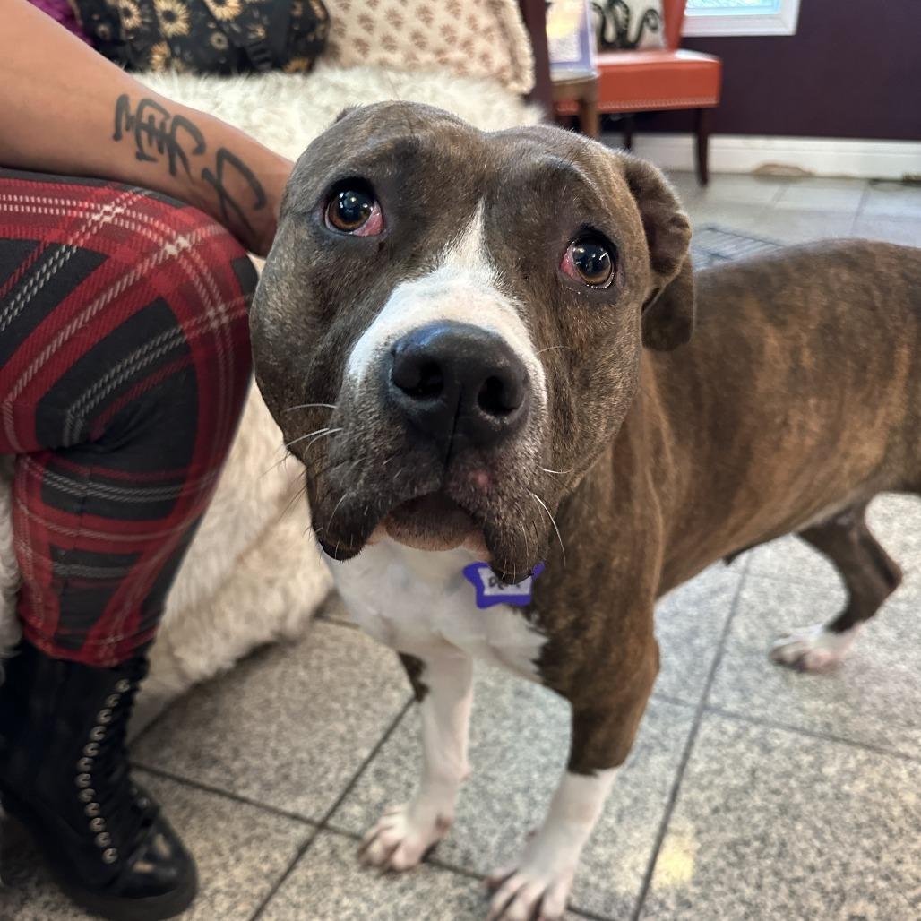 Enlarge Deja, a Adoptable Mixed Breed in San Francisco, CA image 2/2