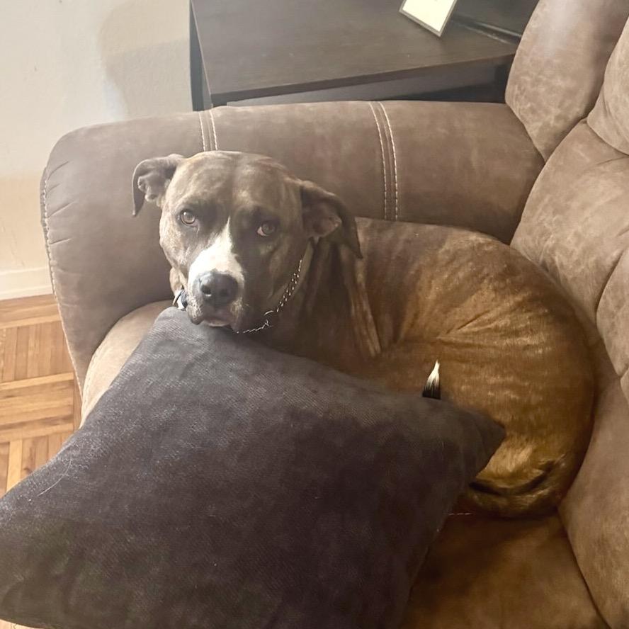 Deja, a Adoptable Mixed Breed in San Francisco, CA image 3/6